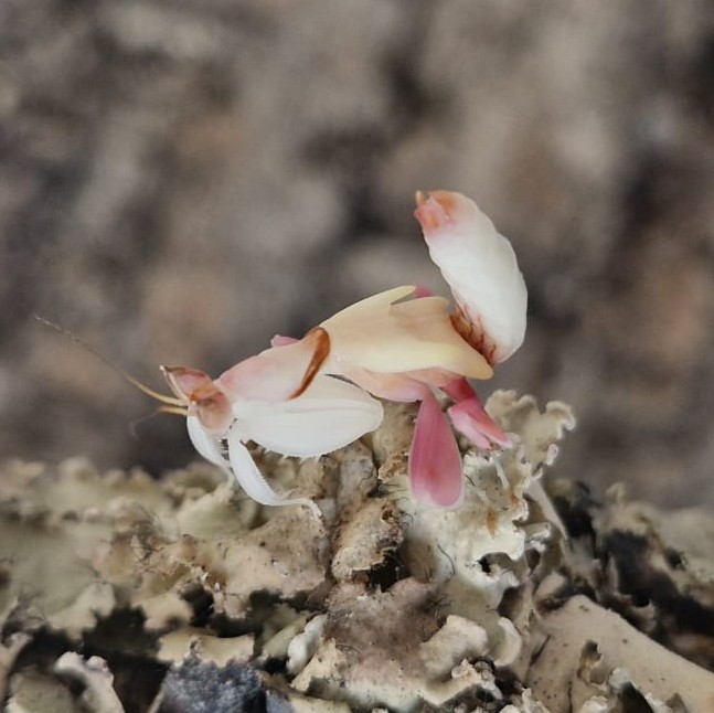 Orchideenmantis / Hymenopus coronatus