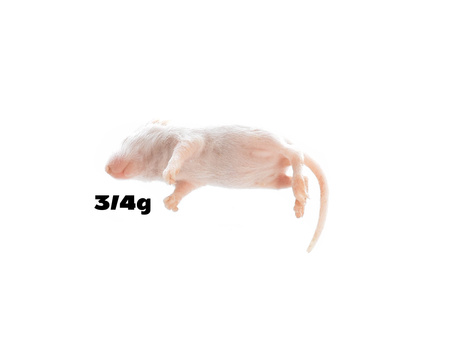 Mäuse specky 3-4g (10 Stück) - (Achtung: Nur Abholung im Laden möglich!)