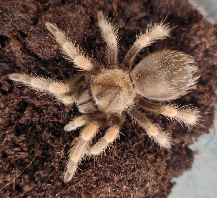 Mexikanische Rotknievogelspinne / Brachypelma hamorii - unbestimmt ca. 3,5 cm