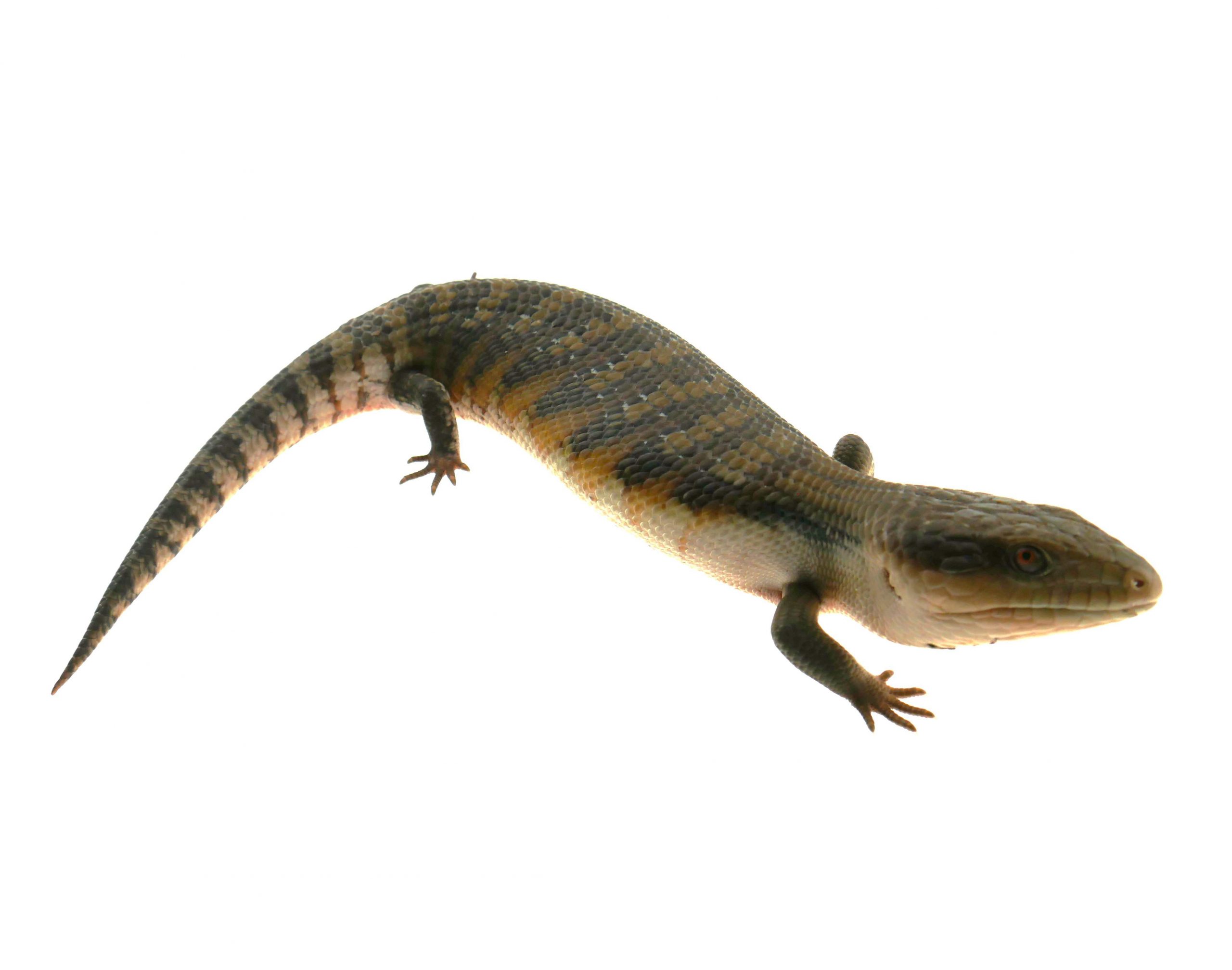 Nördlicher Blauzungenskink / Tiliqua scincoides intermedia (0.0.1) NZ2026