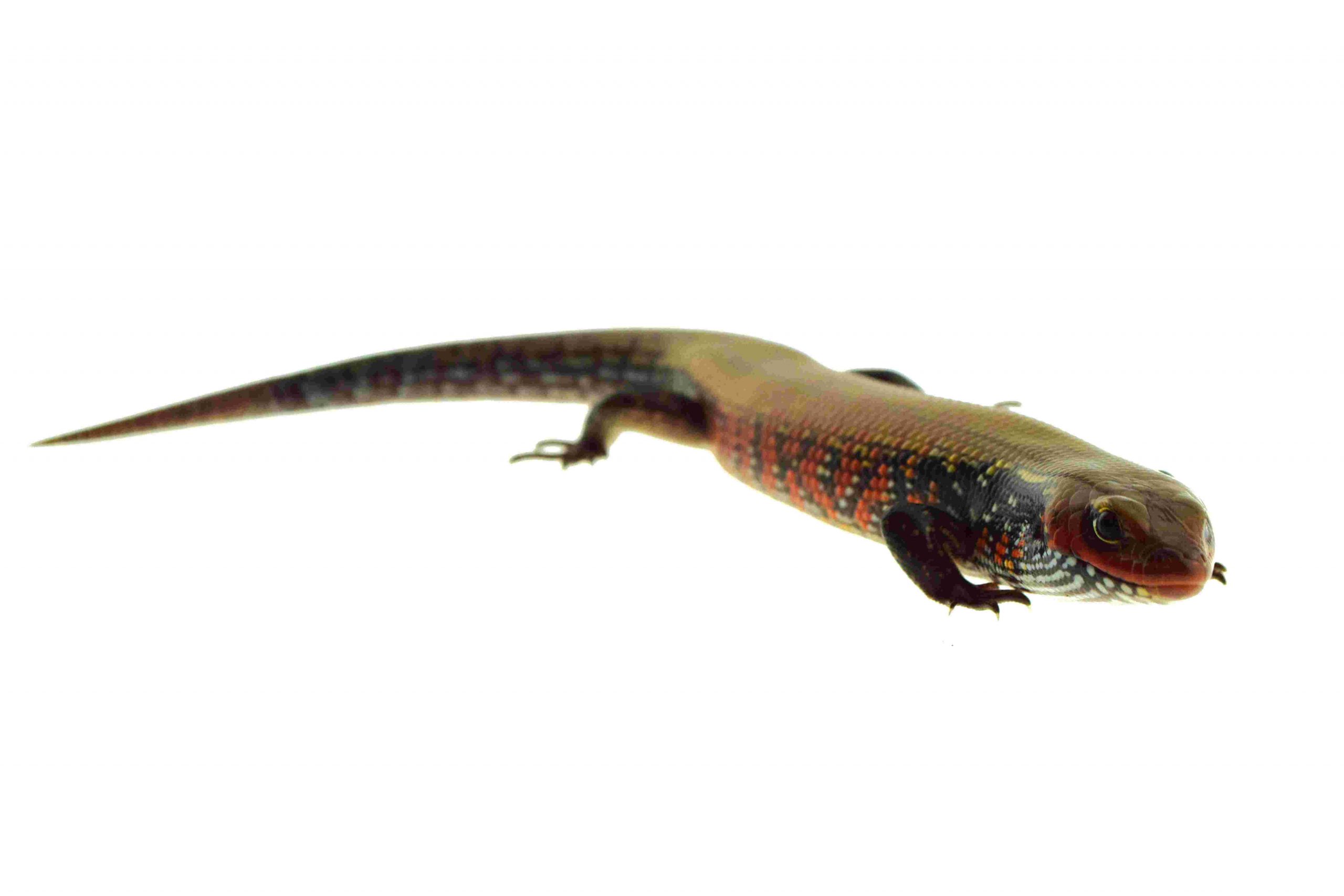 Feuerskink / Lepidothyris fernandi (0.0.1) NZ2024 - KRL: ca. 15-20 cm – Bild 2