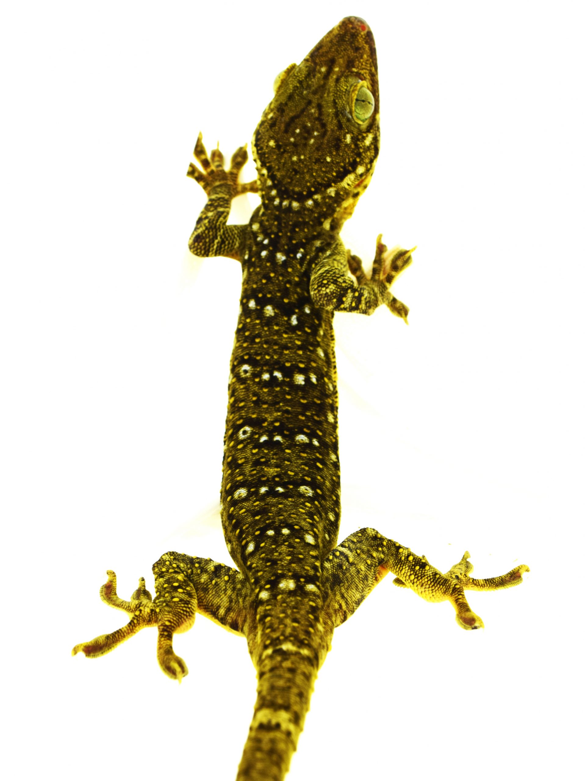 Grünaugengecko / Gekko smithii (Paar 1.1) NZ2024 – Bild 2