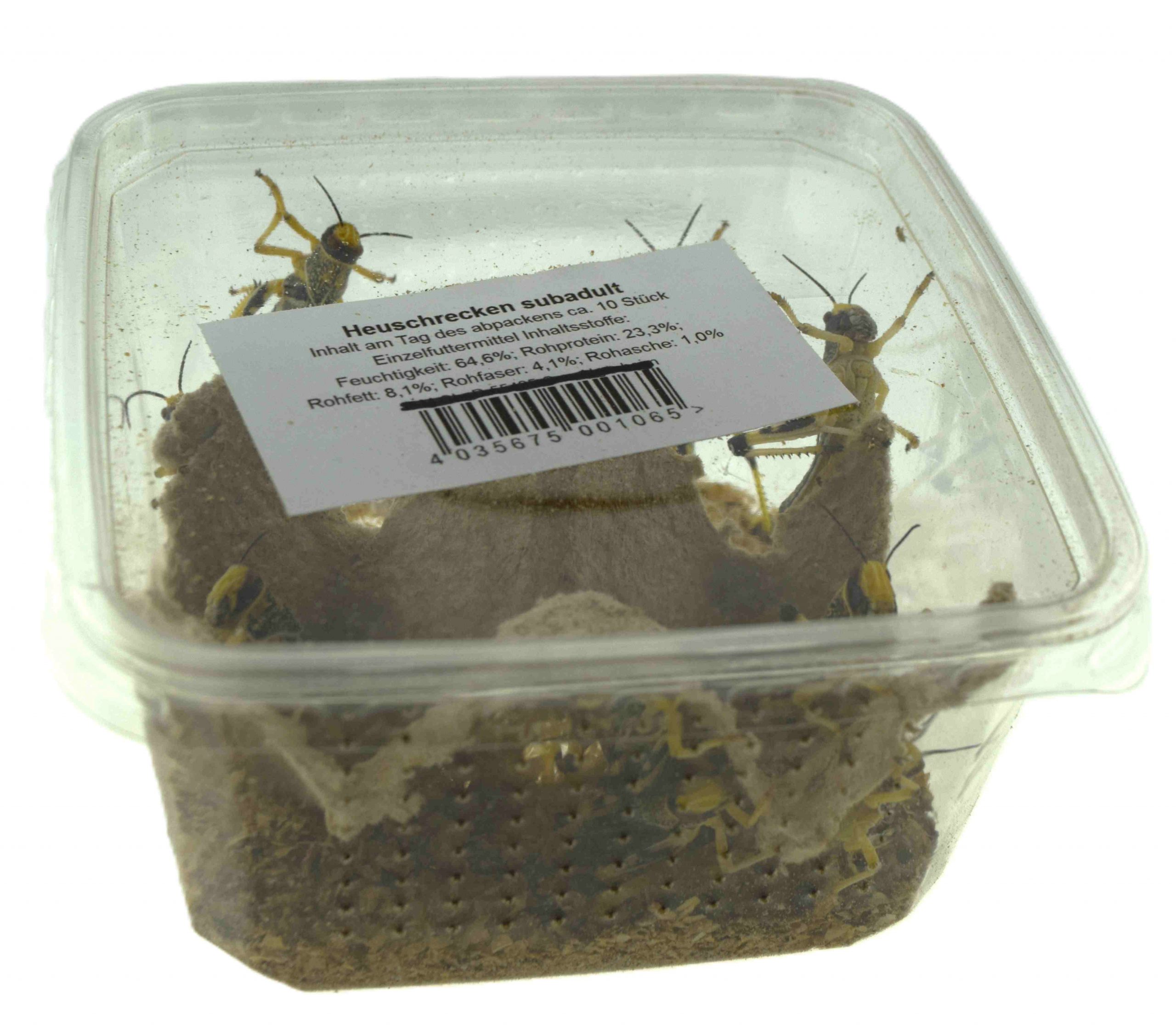 Wüstenheuschrecken subadult (ca. 8-12 Stück)