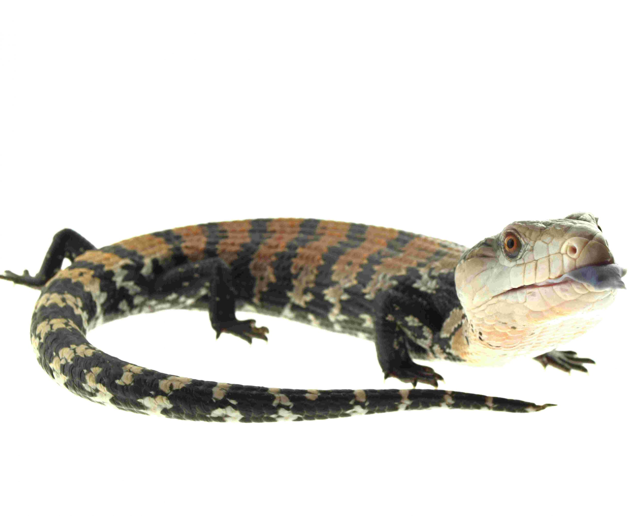 Indonesischer Blauzungenskink / Tiliqua gigas / Halmahera (0.0.1) F1NZ10/2025