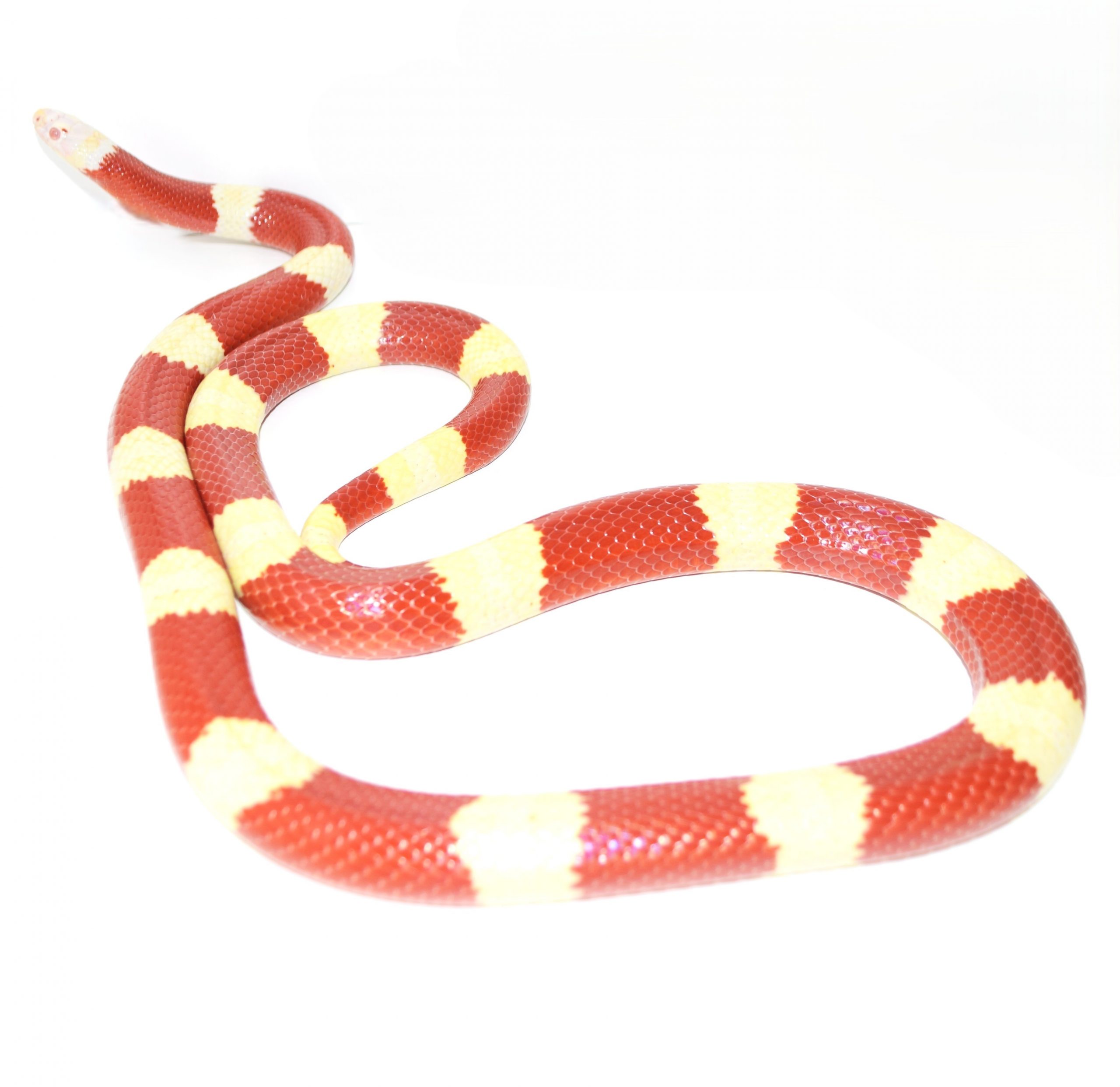 Königsnatter / Lampropeltis triangulum nelsoni (1.0) Albino NZ2023