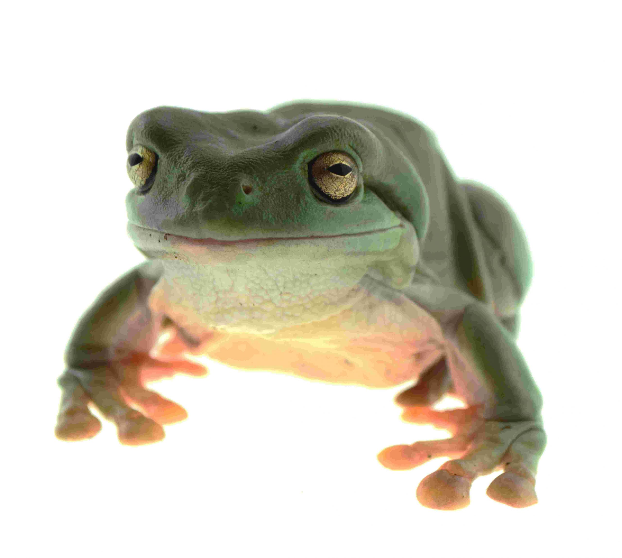 Korallenfinger-Laubfrosch / Litoria caerulea (0.0.1) - NZ2025 (6-8cm) – Bild 2