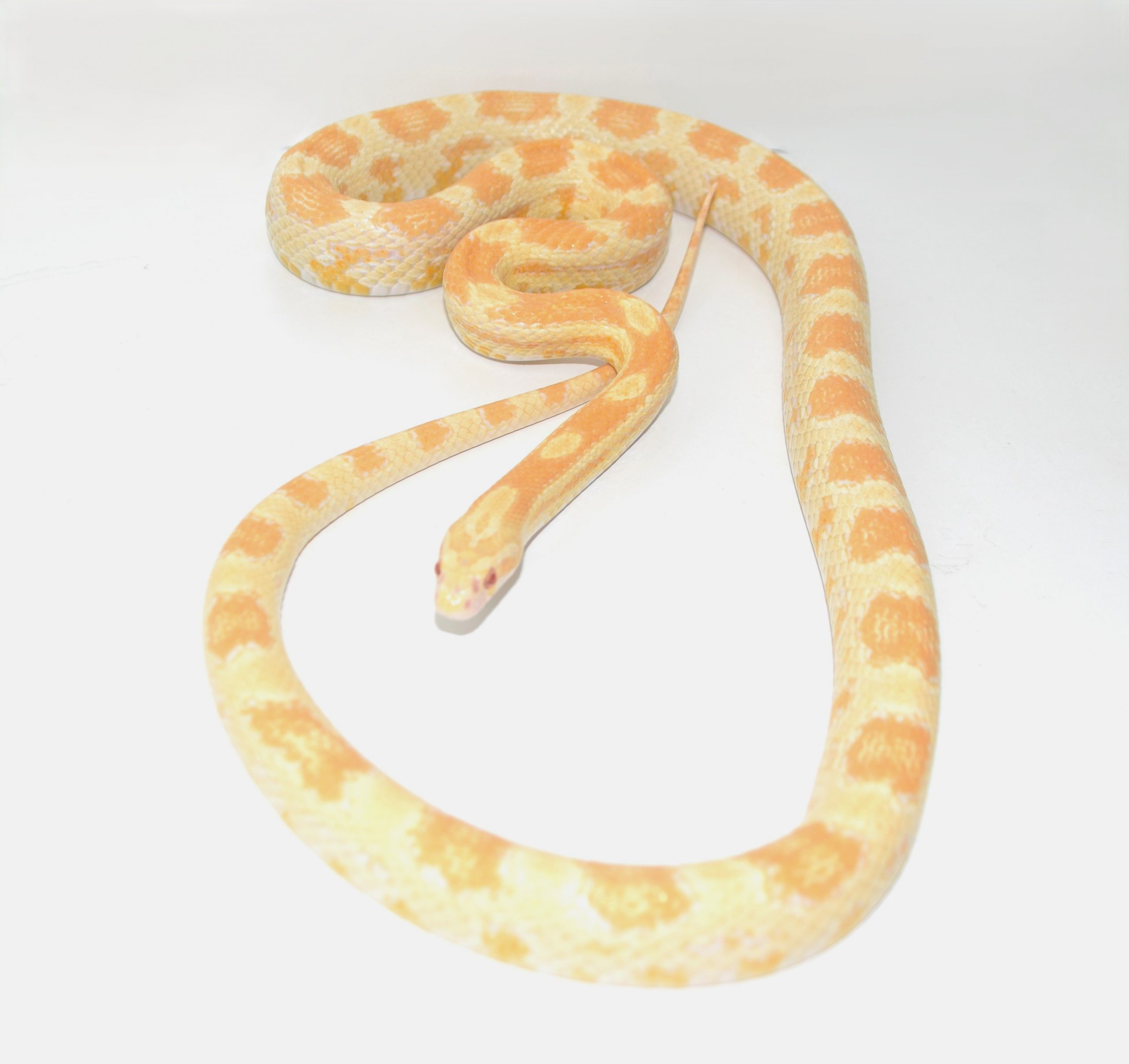 Kornnatter / Pantherophis guttatus (0.1) Caramel 04/2025