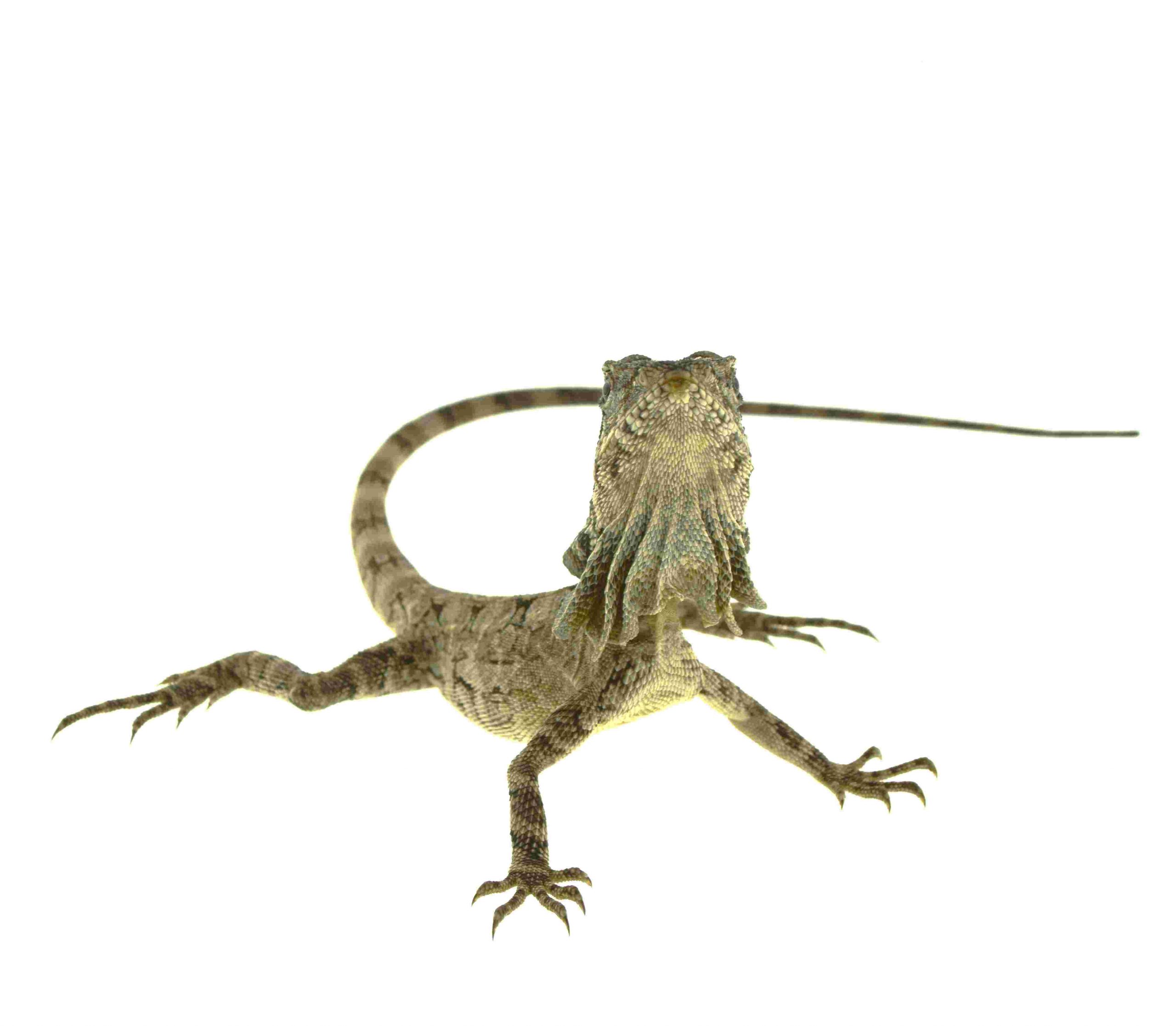 Kragenechse / Chlamydosaurus kingii (0.0.1) FNZ9/2025