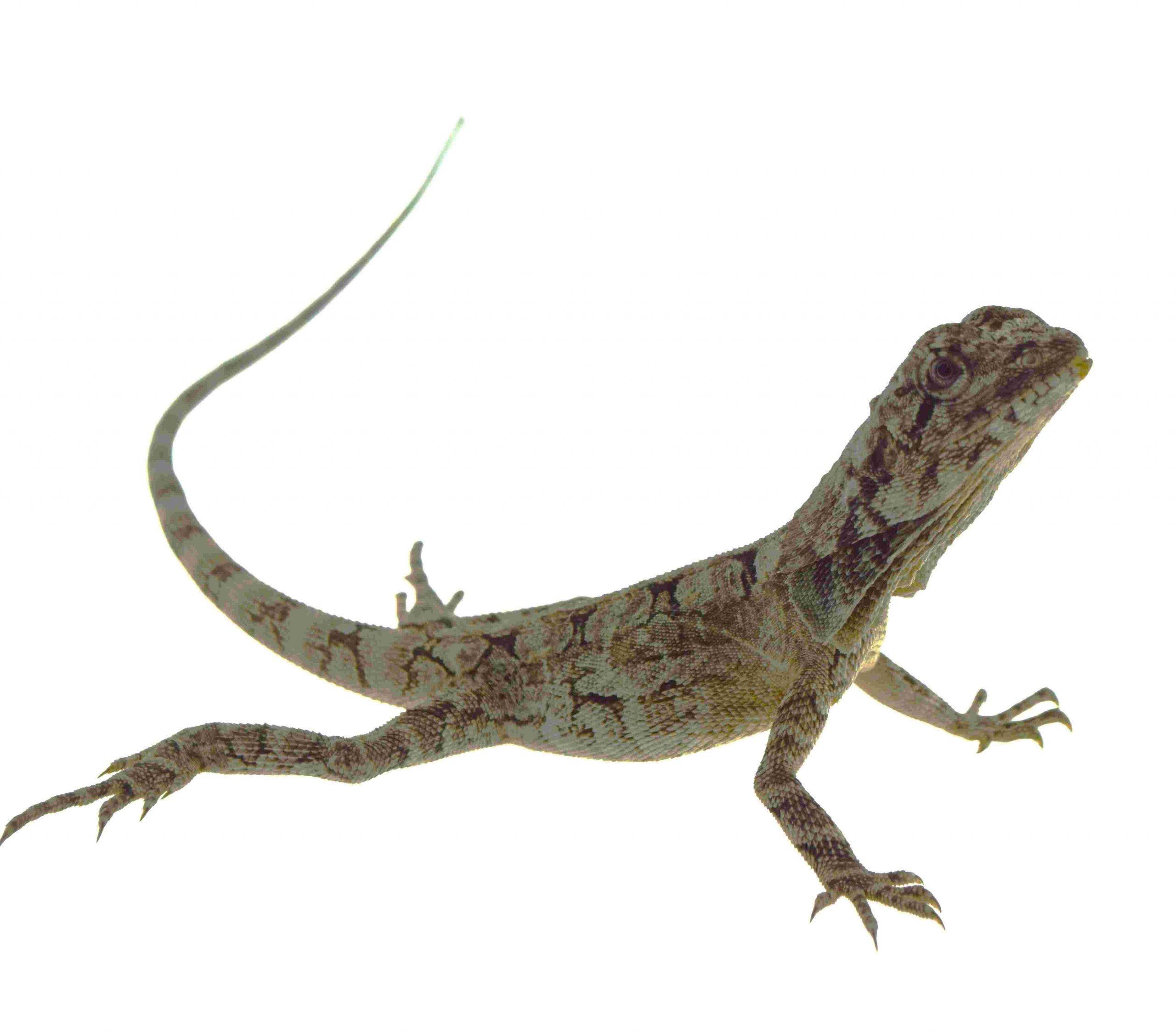 Kragenechse / Chlamydosaurus kingii (0.0.1) FNZ9/2025 – Bild 2