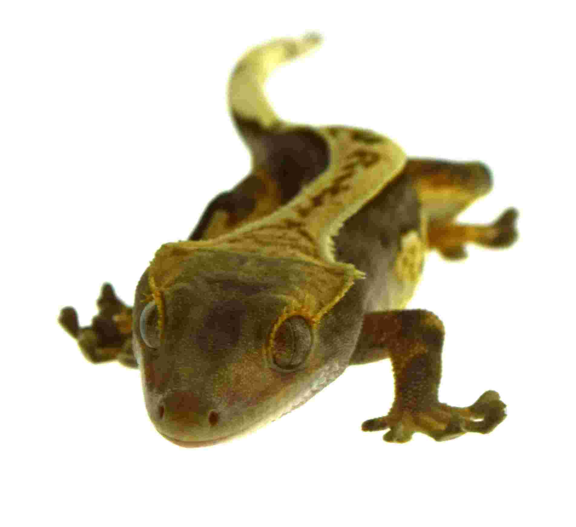 Kronengecko / Correlophus ciliatus (0.0.1) NZ2026 - KRL: 5-8 cm – Bild 2