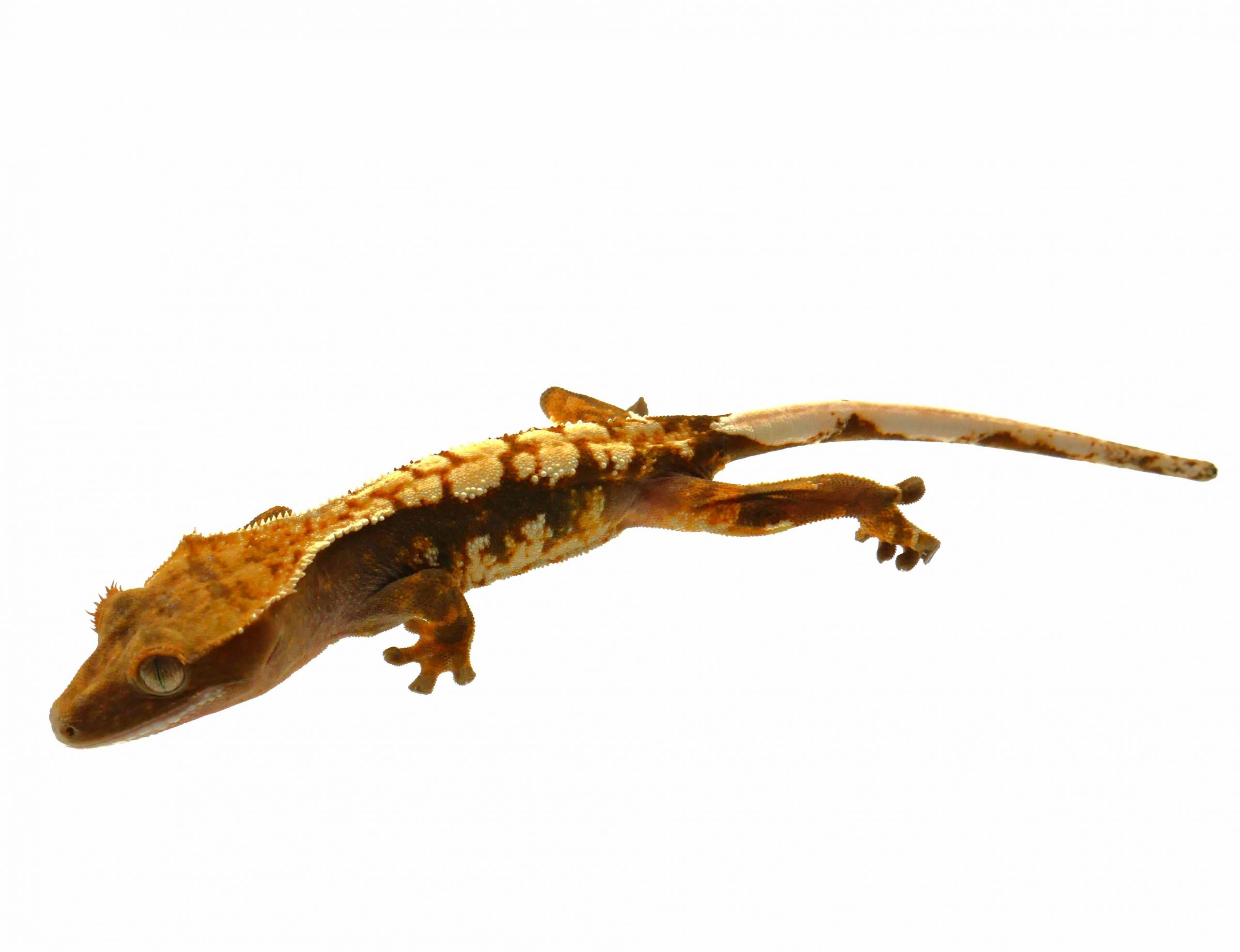 Kronengecko / Correlophus ciliatus (0.1) NZ2026 - KRL: 9-11 cm (Flame)