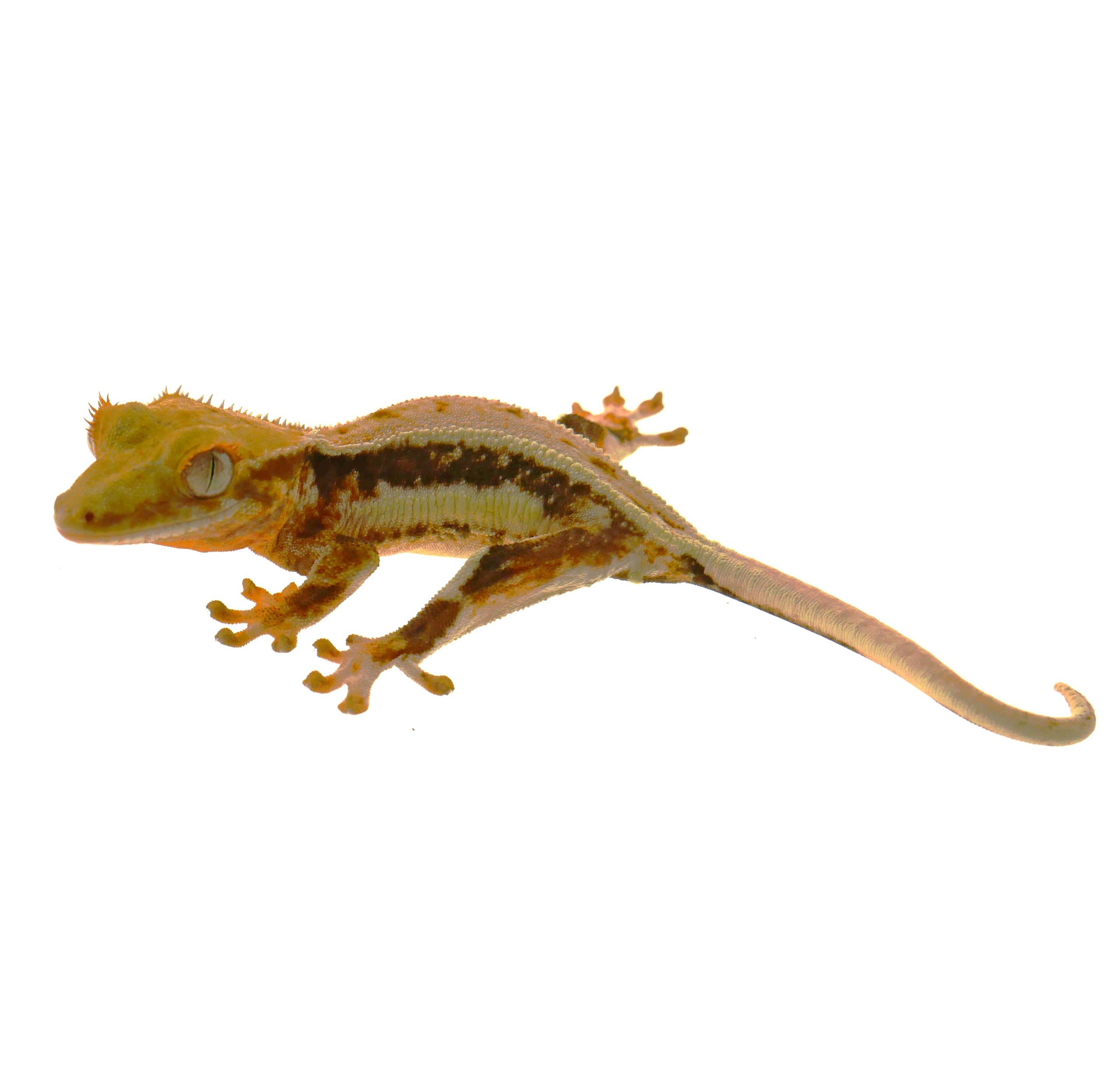 Kronengecko / Correlophus ciliatus (0.0.1) NZ2026 - KRL: 5-8 cm (Lilly White)