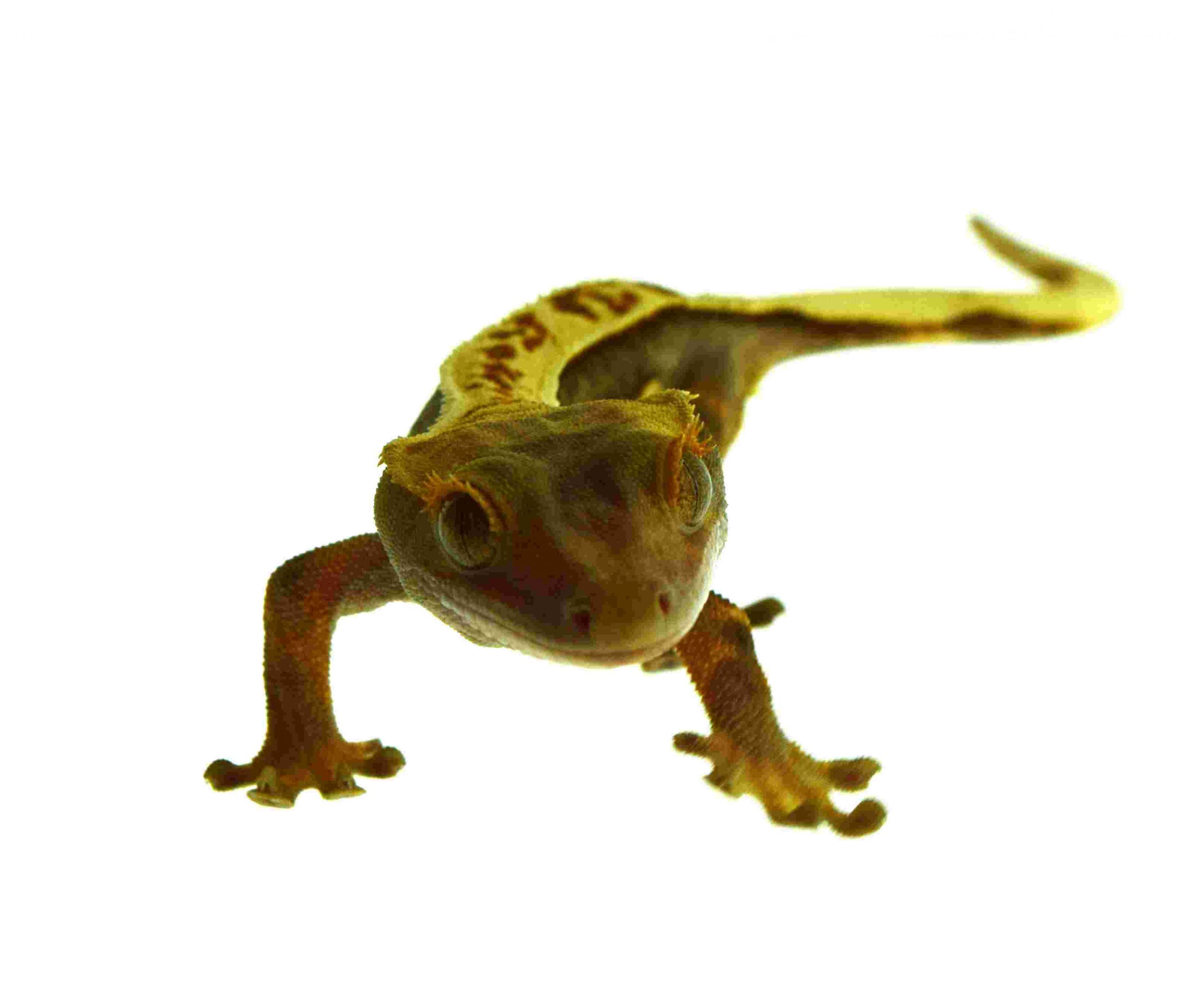 Kronengecko / Correlophus ciliatus (0.0.1) NZ2026 - KRL: 5-8 cm