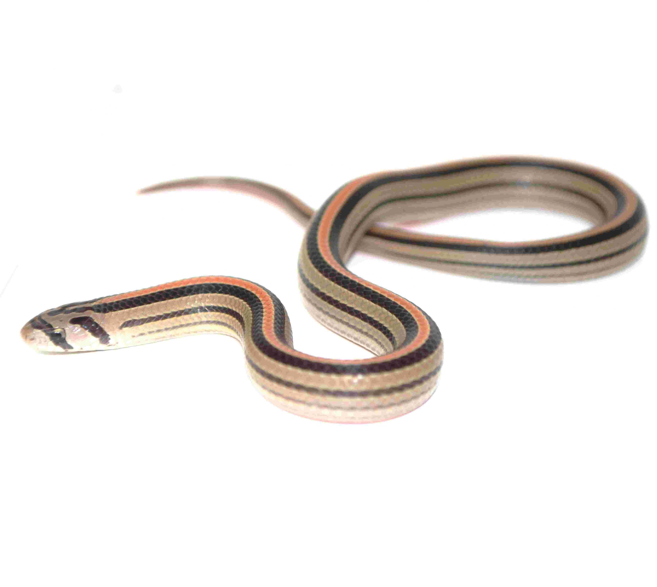 Kukrinatter / Oligodon octolineatus (0.1) F1NZ11.25