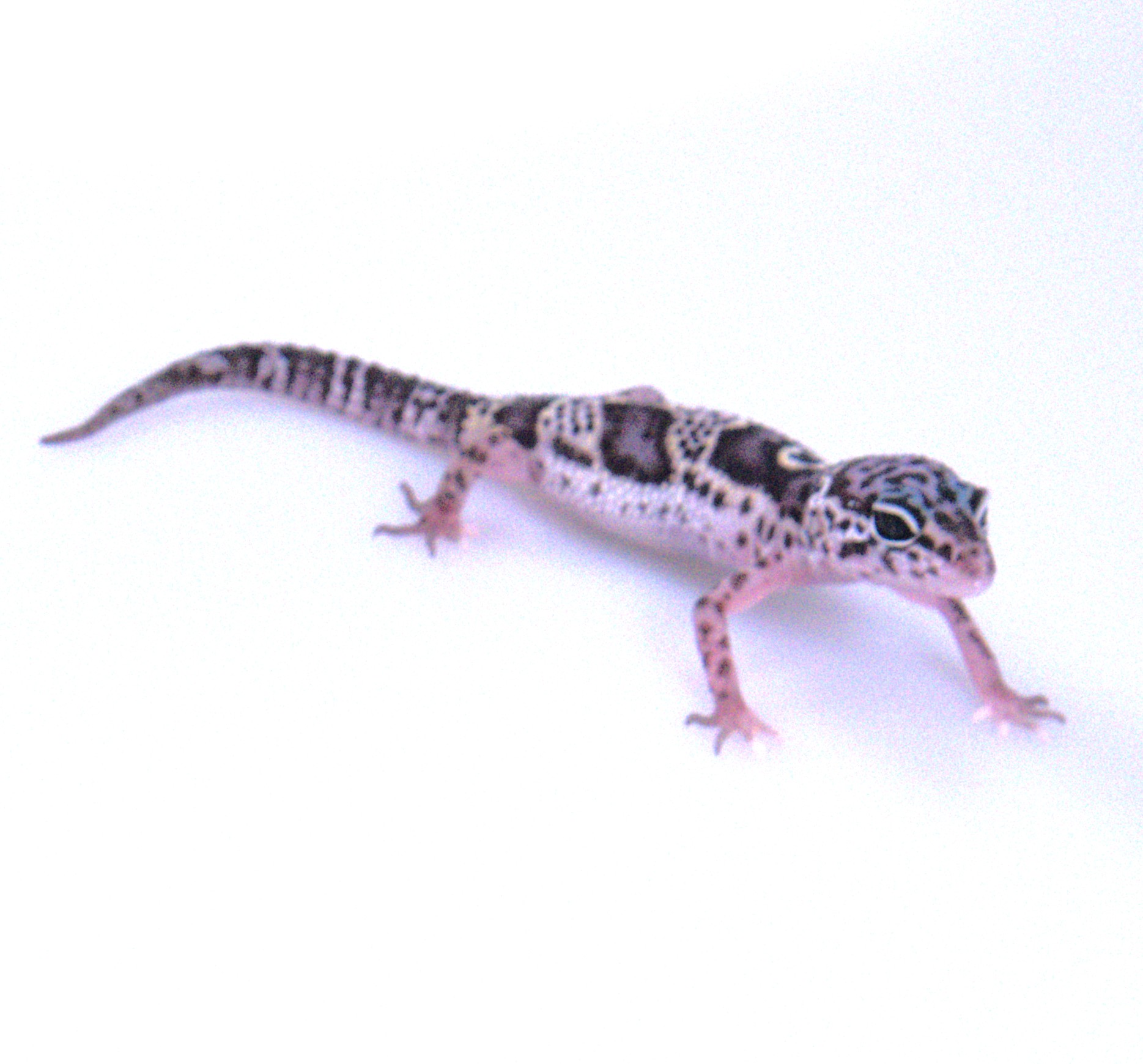 Leopardgecko / Eublepharis macularius (0.0.1) NZ2026 Mack Snow