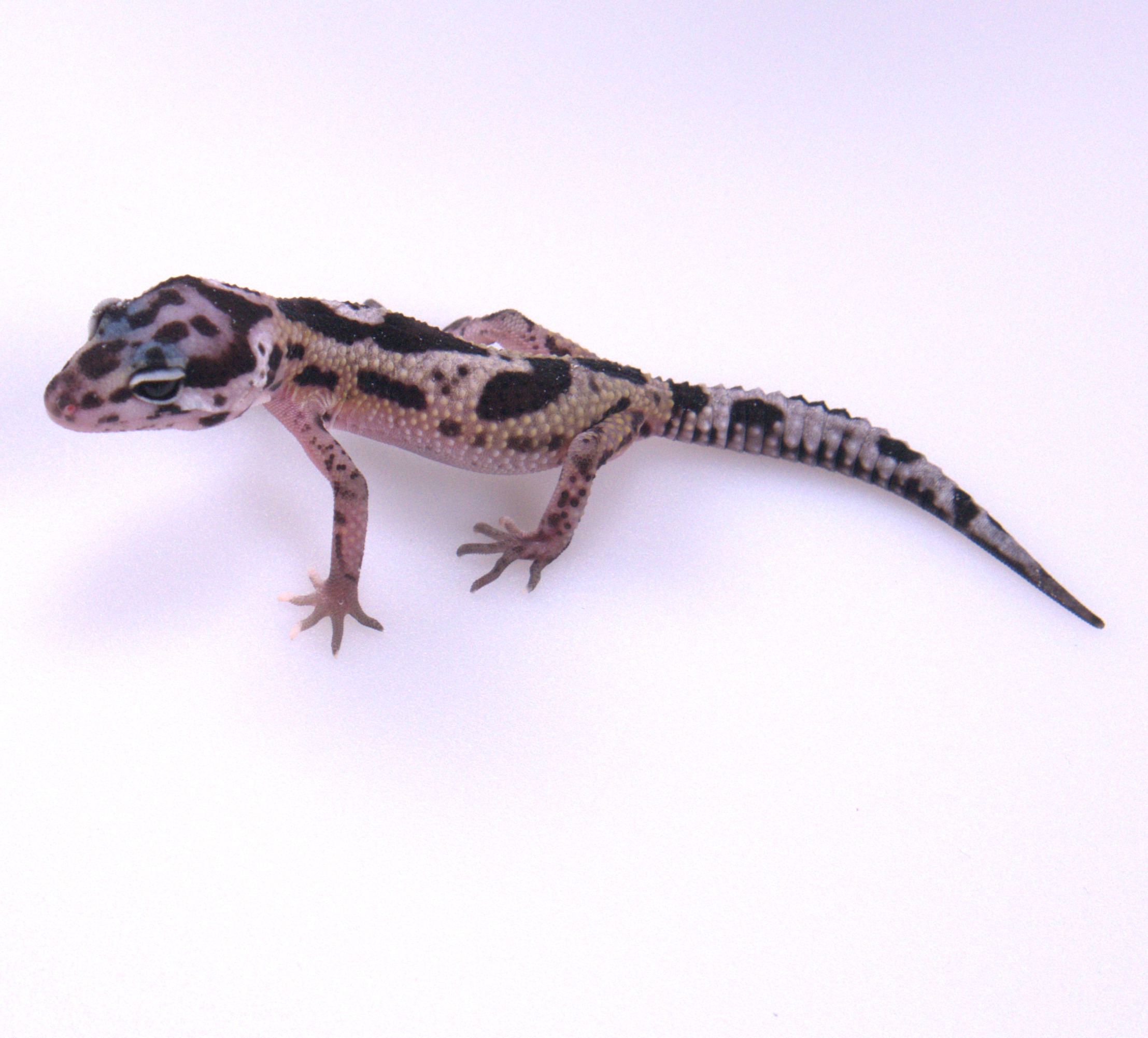 Leopardgecko / Eublepharis macularius (0.0.1) NZ2026 Mack Snow Mix