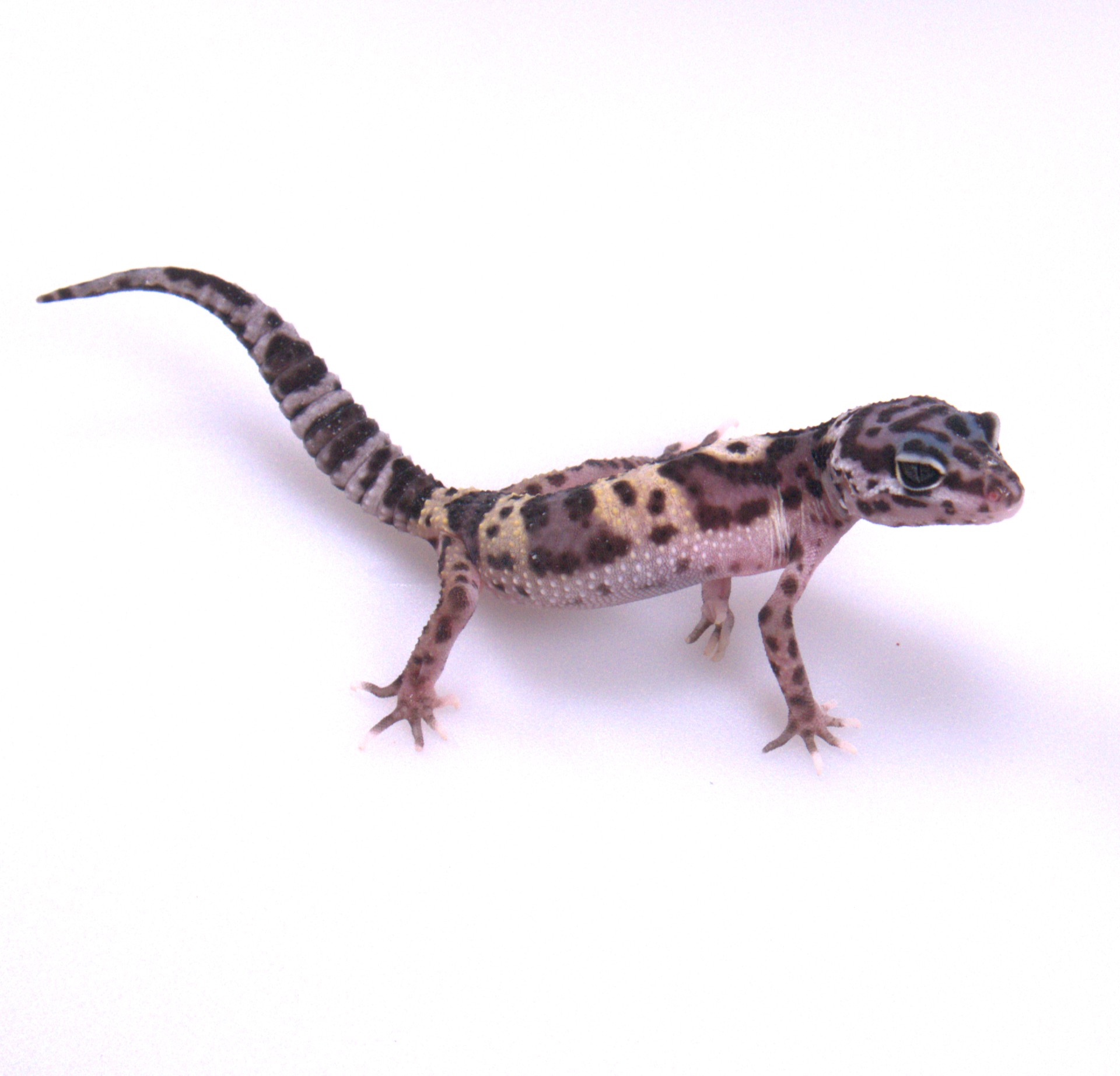 Leopardgecko / Eublepharis macularius (0.0.1) NZ2026 Mack Snow