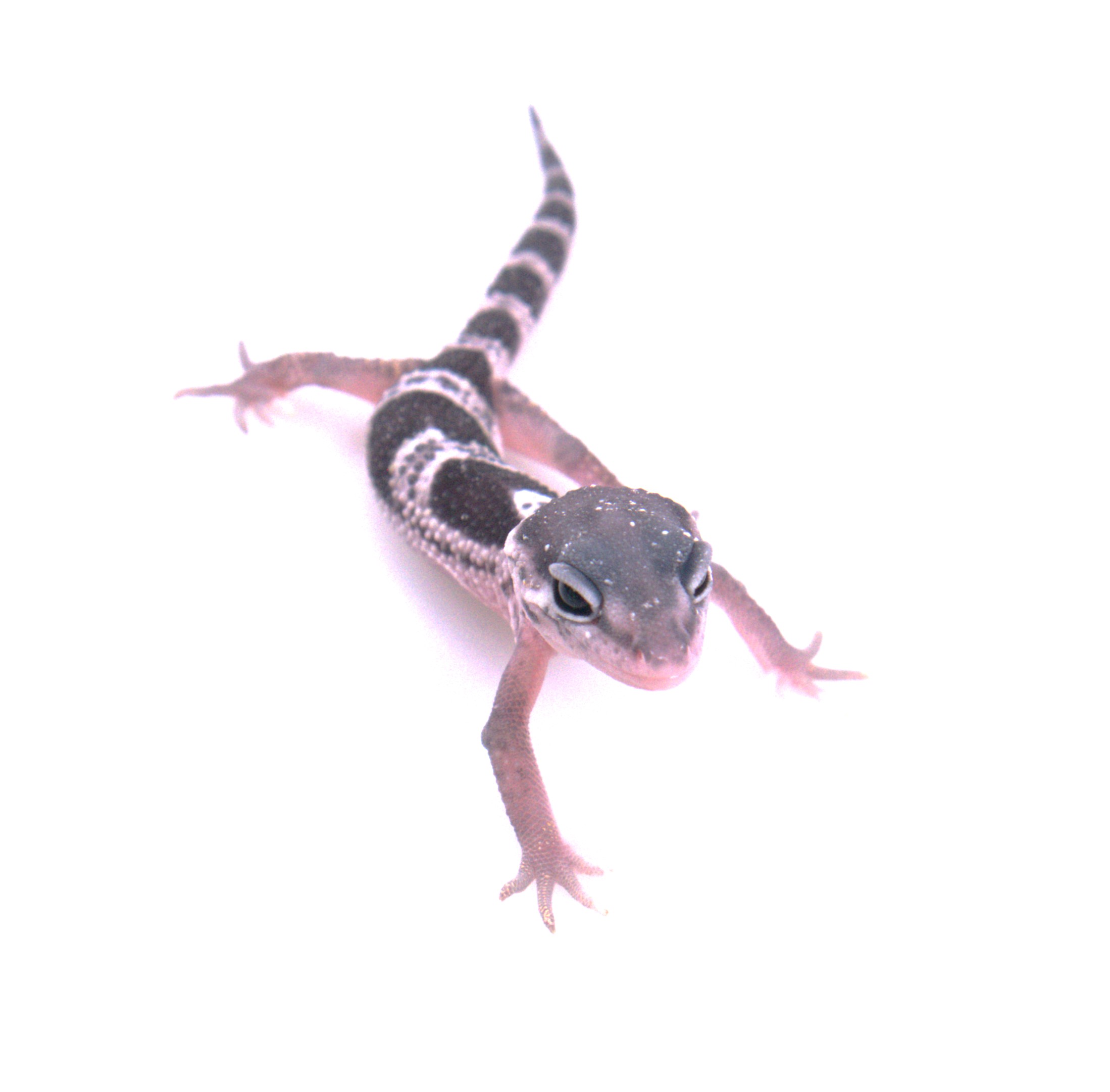 Leopardgecko / Eublepharis macularius (0.0.1) NZ2026 Mack Snow