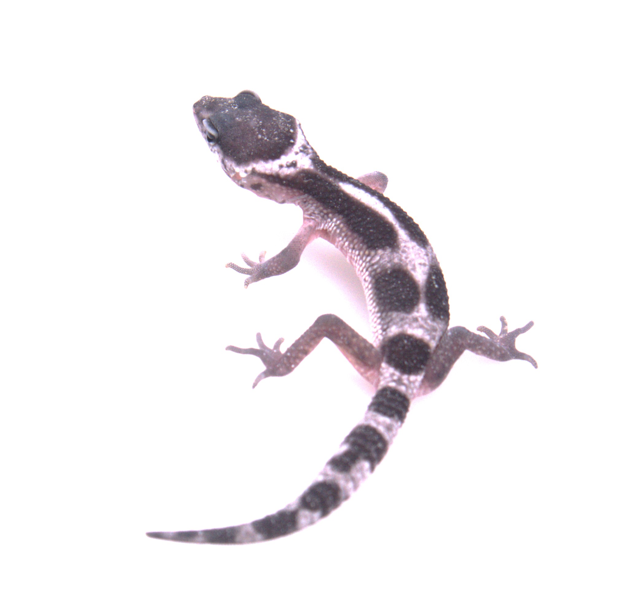Leopardgecko / Eublepharis macularius (0.0.1) NZ2026 Mack Snow