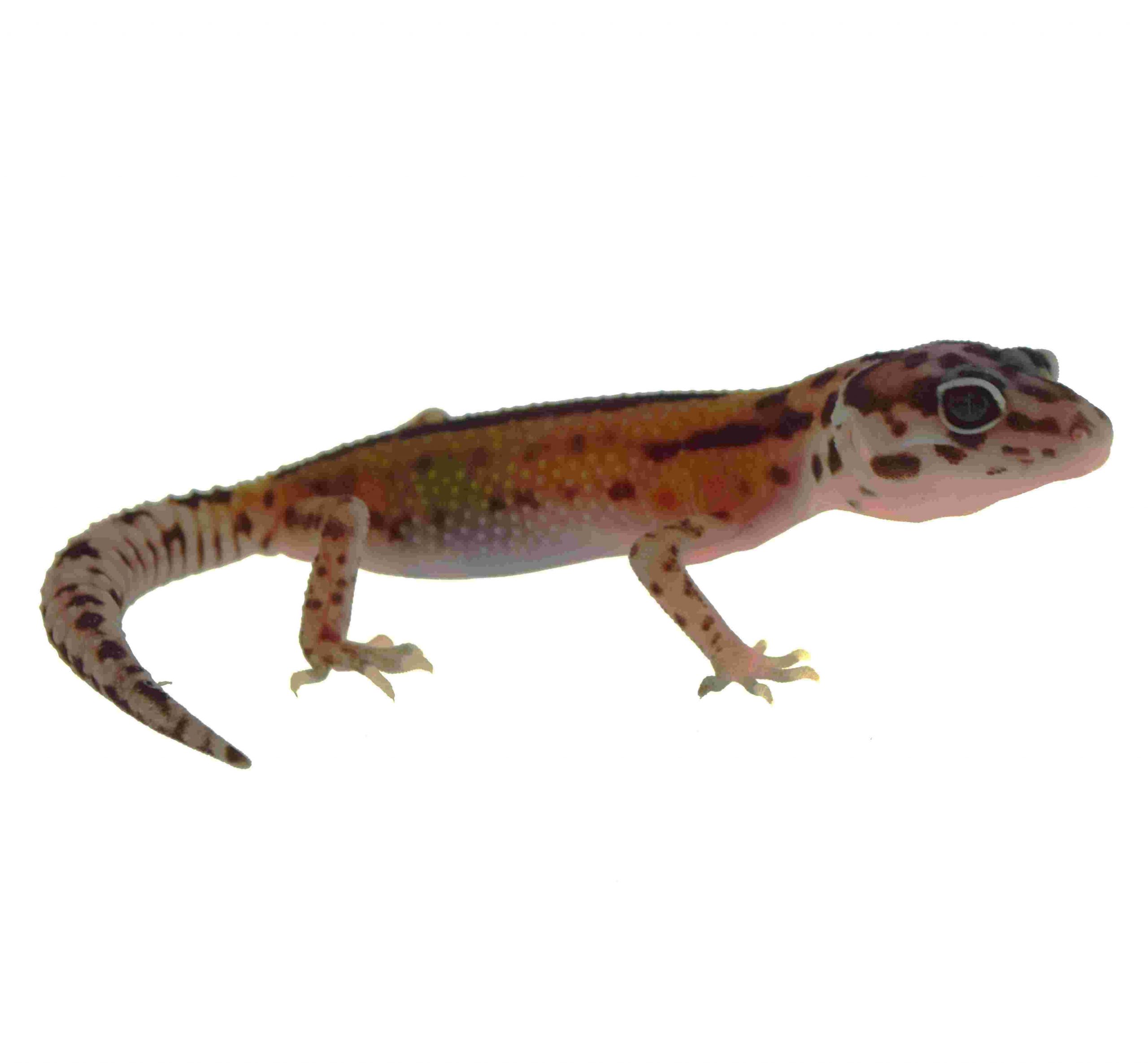 Leopardgecko / Eublepharis macularius (0.0.1) NZ2026 Designer Mix (Striped)