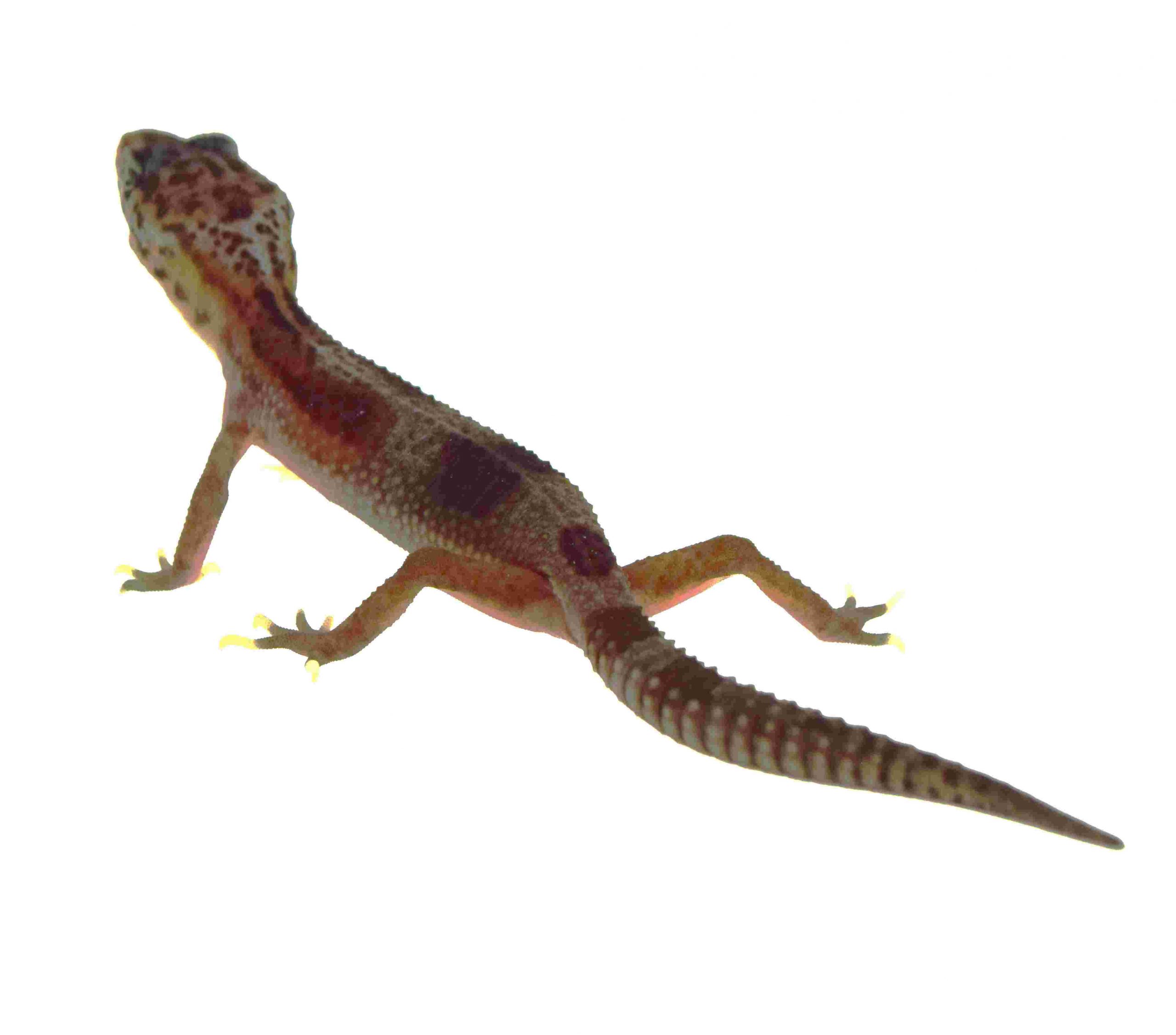 Leopardgecko / Eublepharis macularius (0.0.1) NZ2026 Designer Mix
