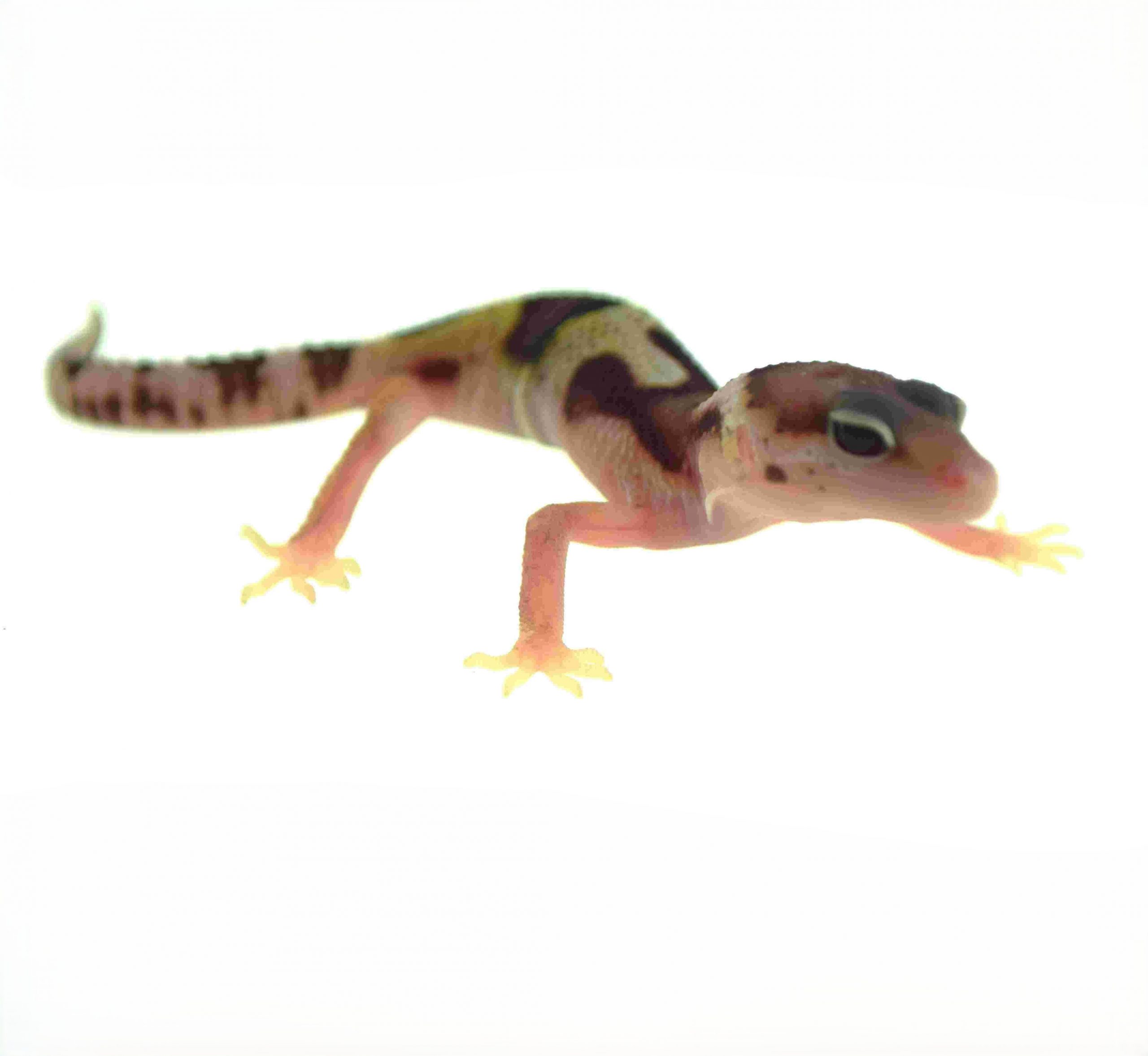 Leopardgecko / Eublepharis macularius (0.0.1) NZ2026 Mack Snow
