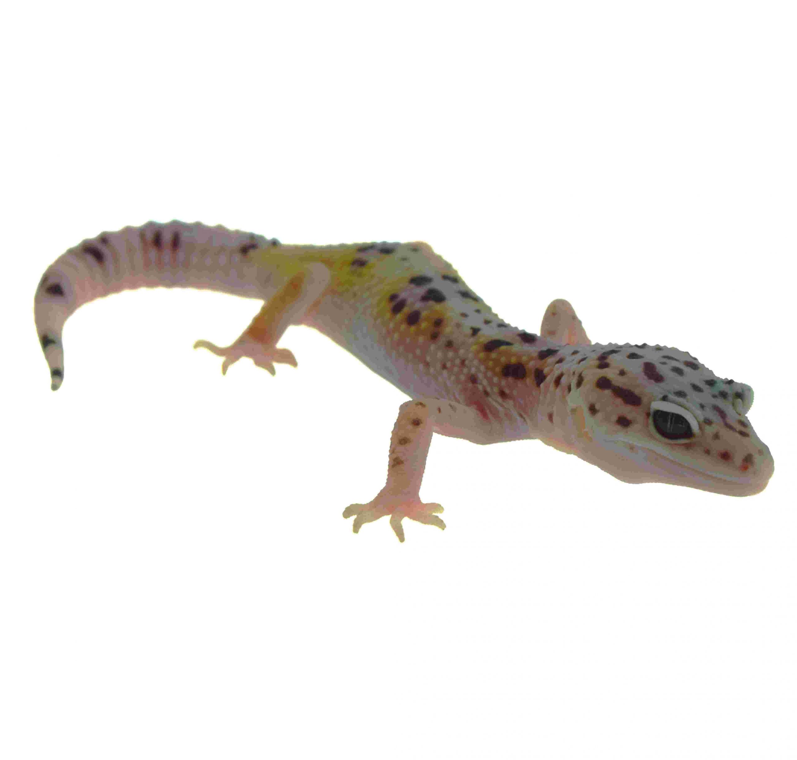 Leopardgecko / Eublepharis macularius (0.0.1) NZ2026 Mack Snow Mix – Bild 2