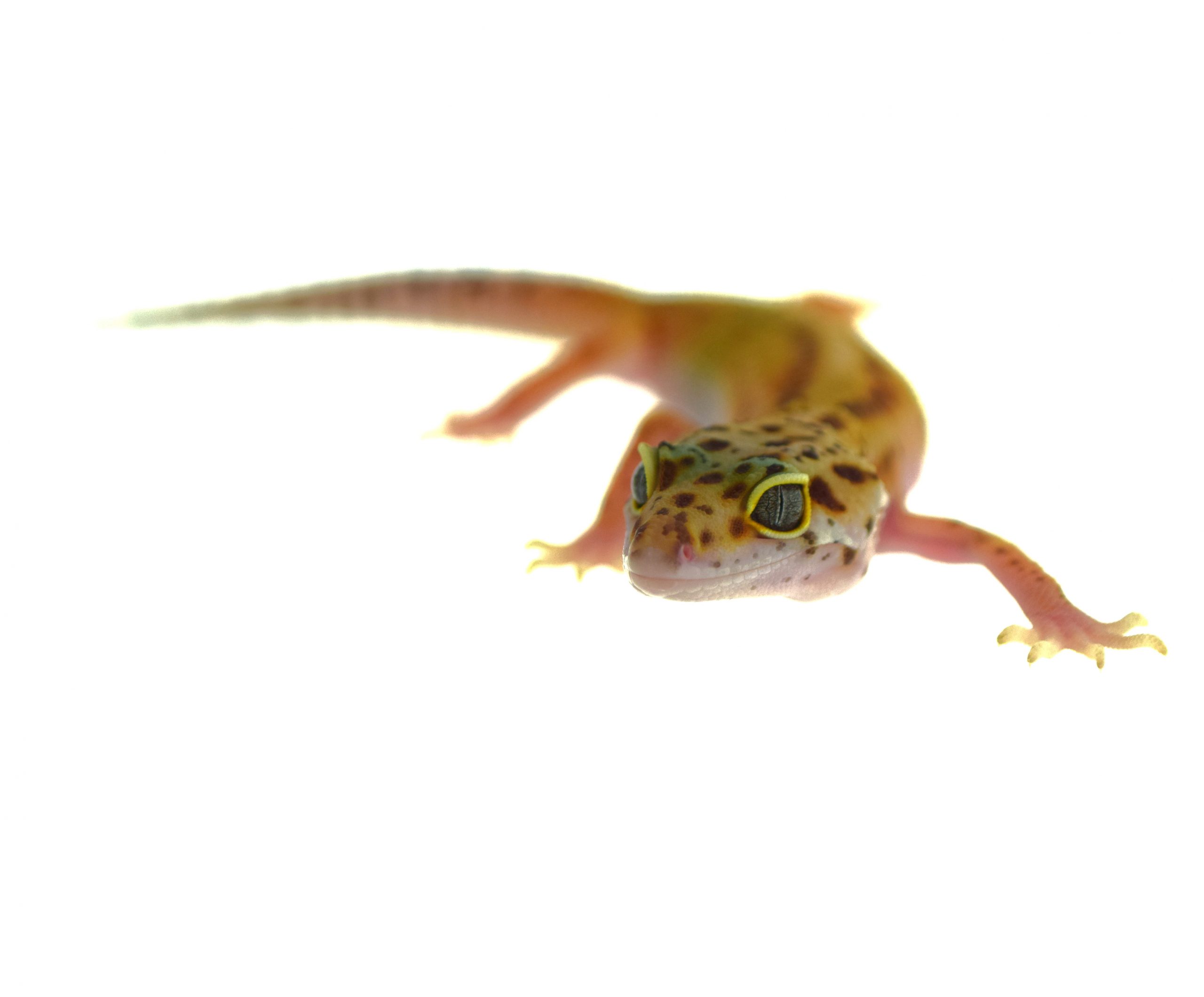 Leopardgecko / Eublepharis macularius (0.0.1) NZ2026 Tremper Mix