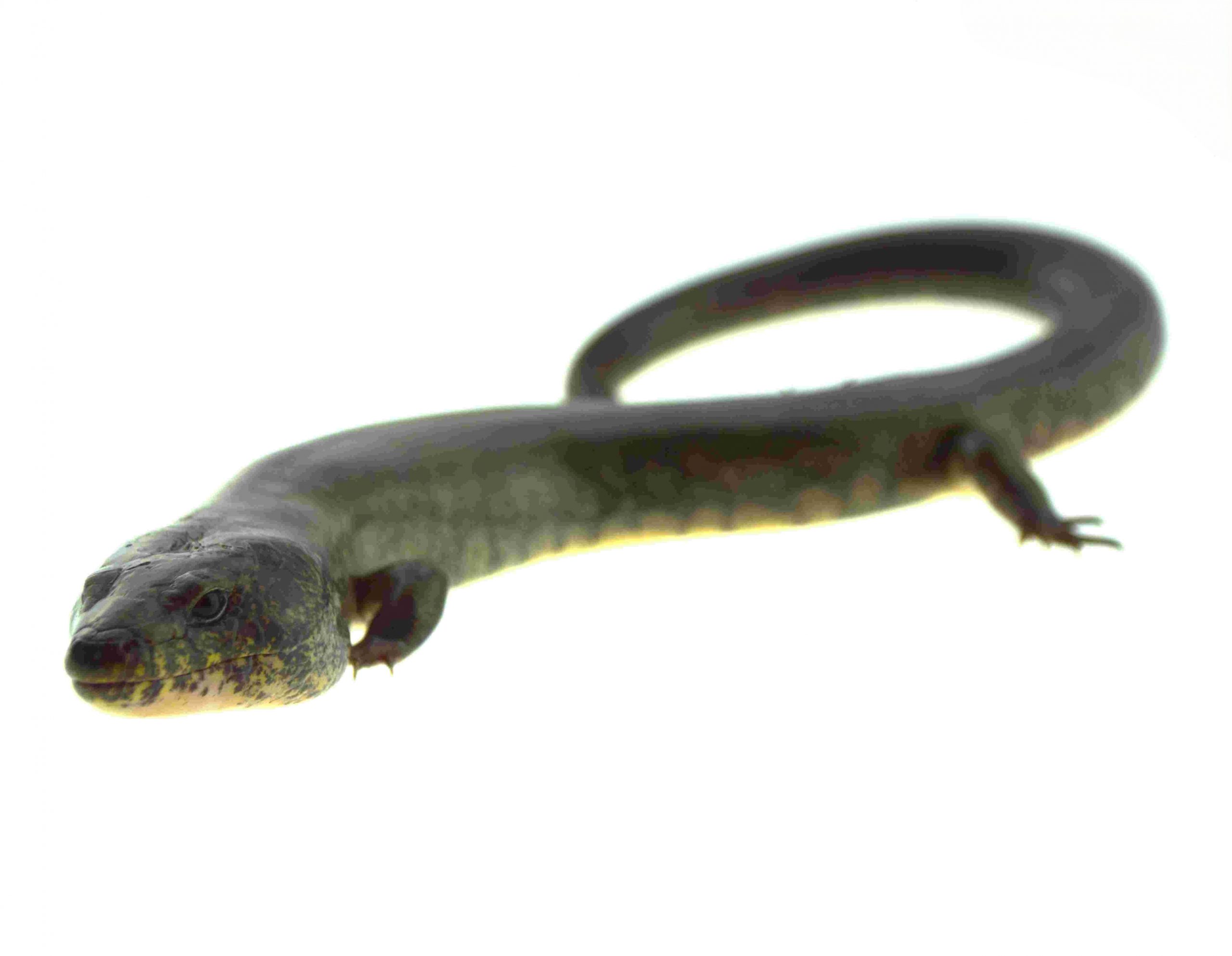 Madagaskar Wasserskink / Amphiglossus reticulatus (Paar 1.1) IMP 2025 - Adult