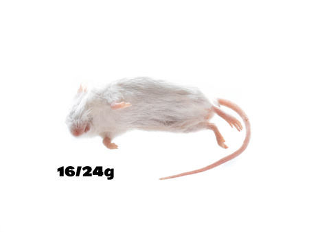 Mäuse adult 16-24g (25 Stück) - (Achtung: Nur Abholung im Laden möglich!)