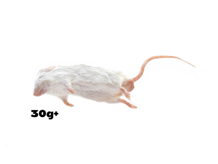 Mäuse Jumbo 30g+ (10 Stück) - (Achtung: Nur Abholung im Laden möglich!)