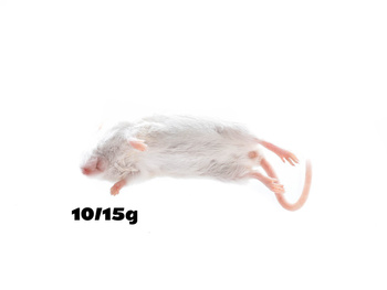 Mäuse Springer 10-15g (10 Stück) - (Achtung: Nur Abholung im Laden möglich!)