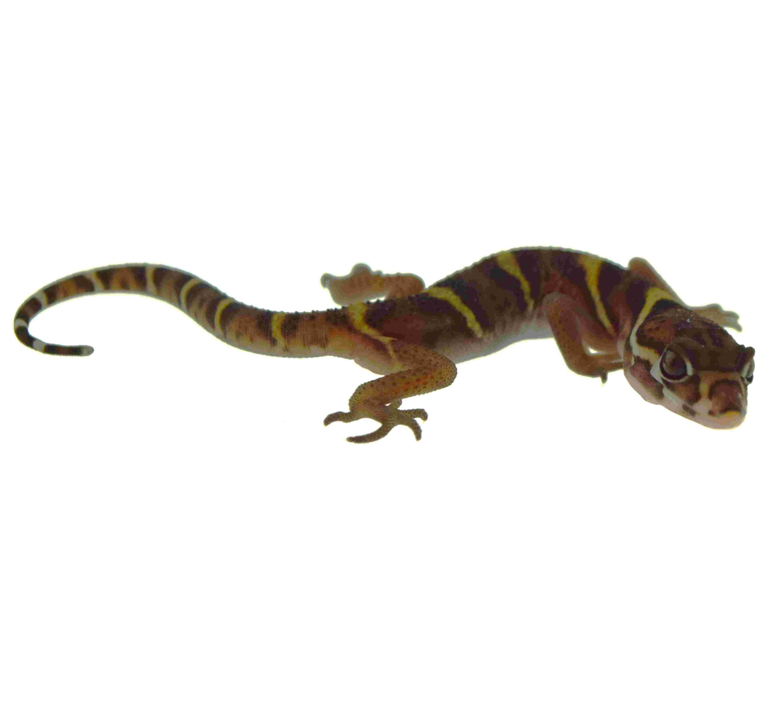 Mittelamerikanischer Krallengecko / Coleonyx mitratus (0.0.1) F1NZ2026 (Nicaragua)