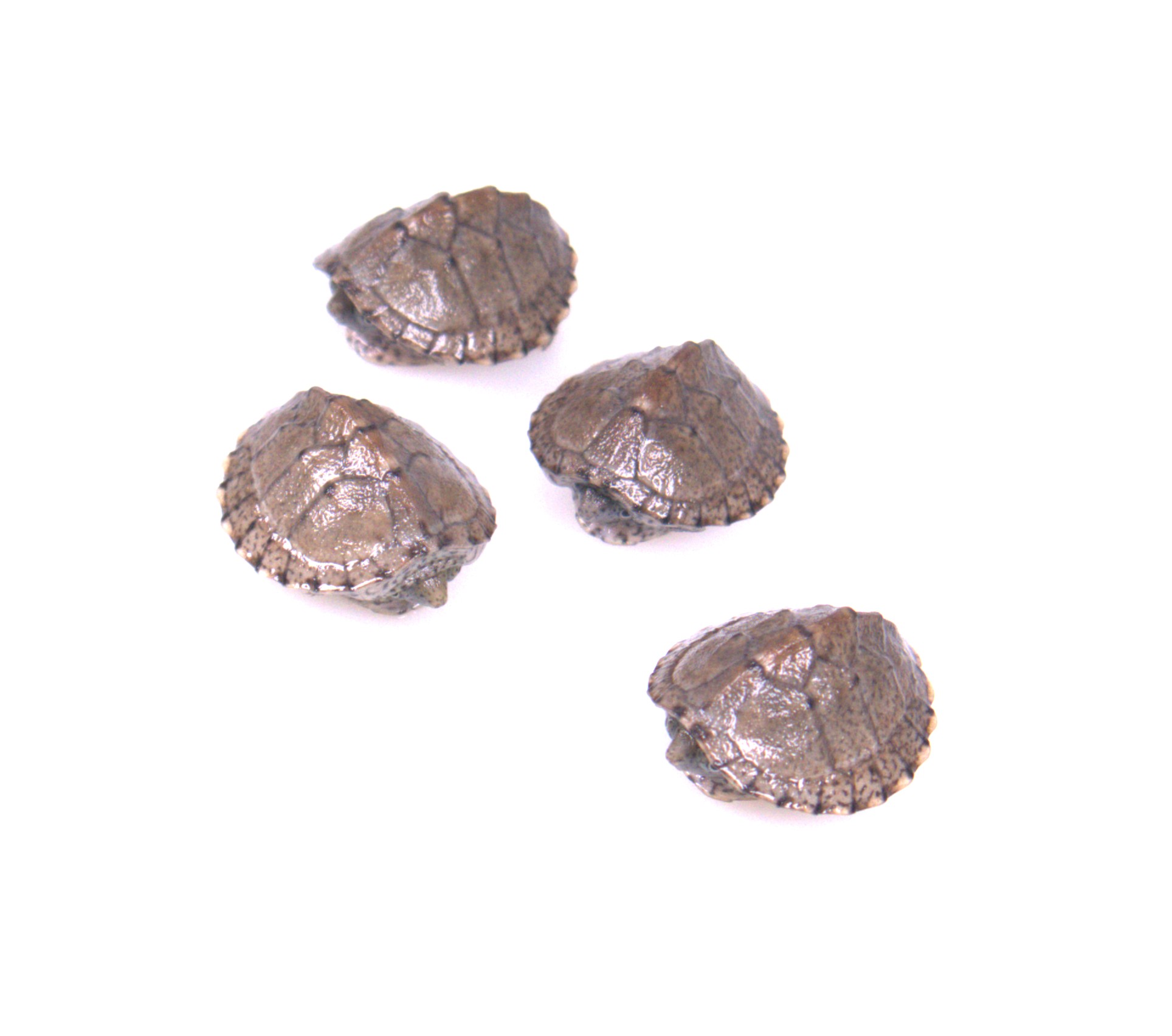 Dachrücken-Moschusschildkröte / Sternotherus carinatus (0.0.1) EU NZ2026 – Bild 2
