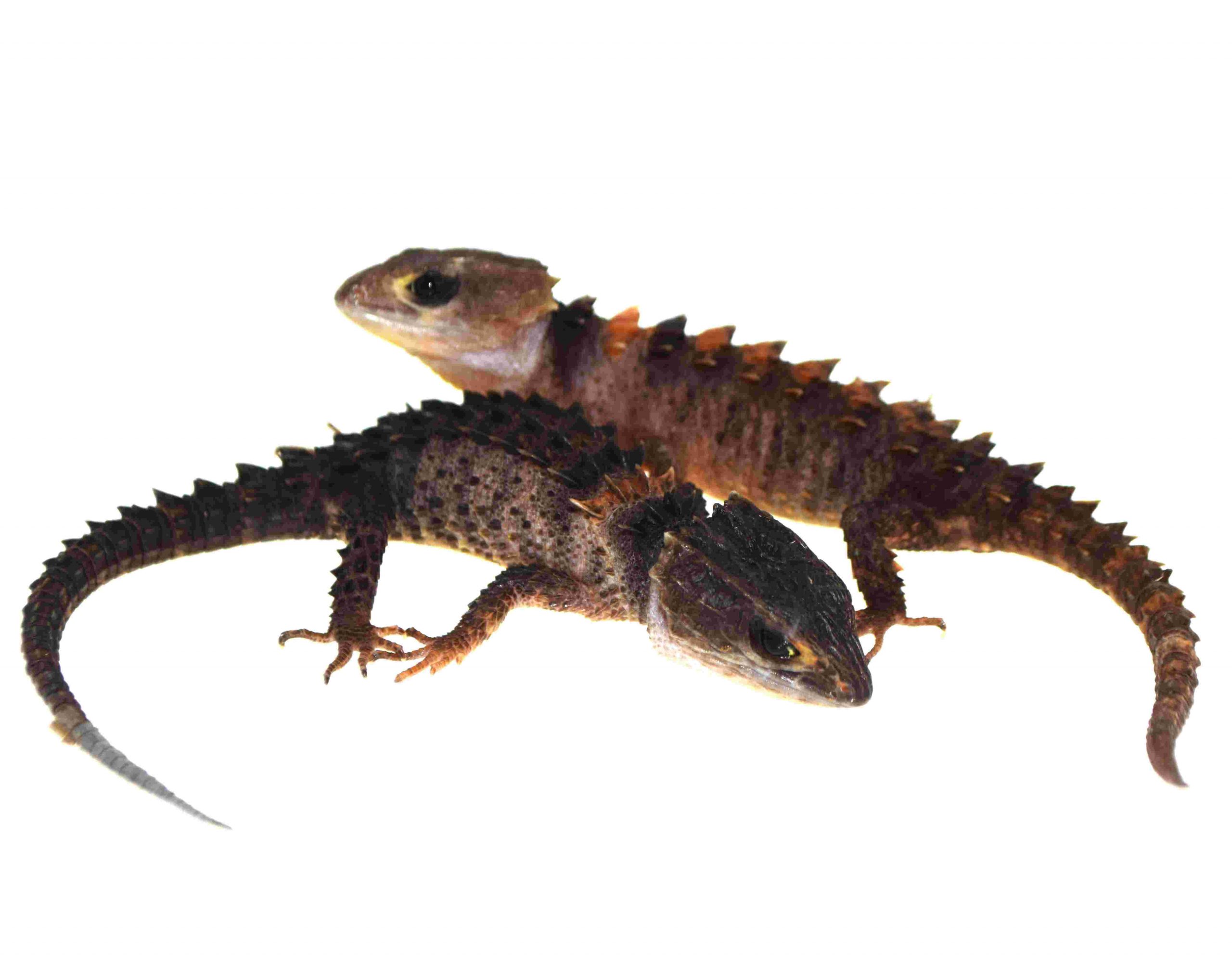 Neuguinea-Helmskink / Tribolonotus novaeguineae (Paar 1.1)
