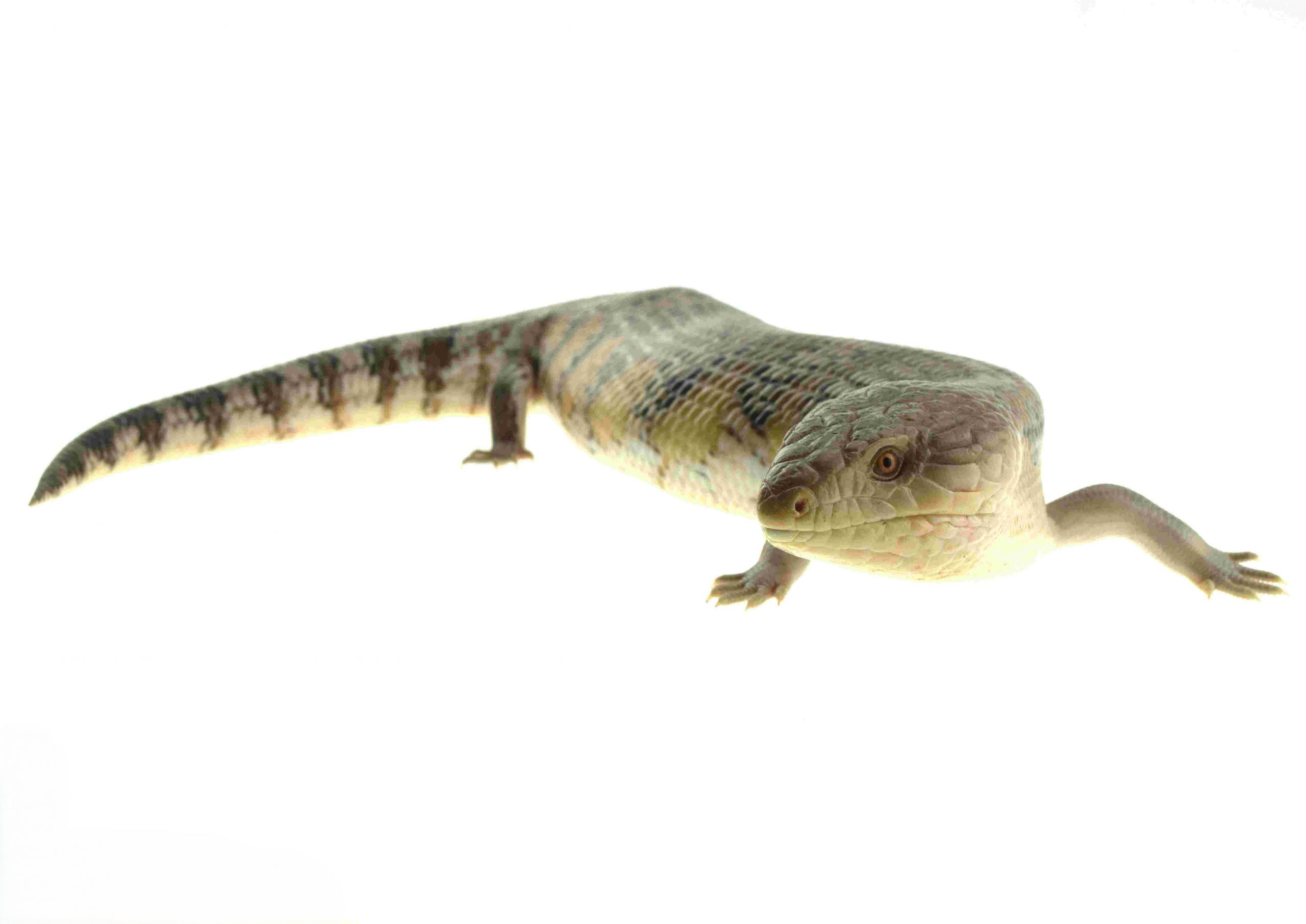 Nördlicher Blauzungenskink / Tiliqua scincoides intermedia (1.0) NZ2024 Adult