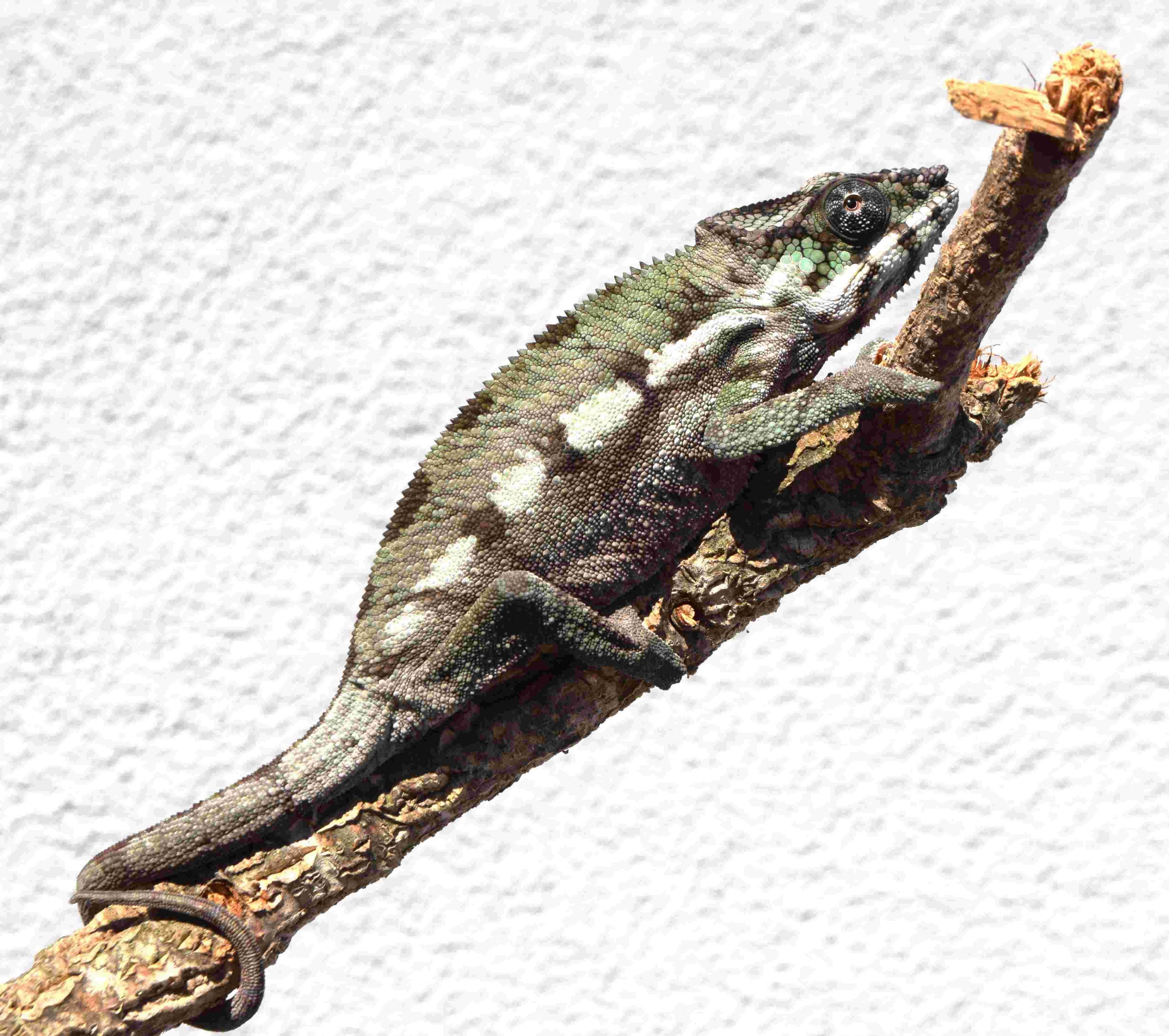Pantherchamäleon Sambava / Furcifer pardalis (1.0) NZ2026