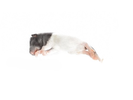 Ratten specky 10-30g (10 Stück) - (Achtung: Nur Abholung im Laden möglich!)