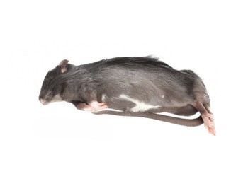 Ratten XL 150-250g (5 Stück) - (Achtung: Nur Abholung im Laden möglich!)