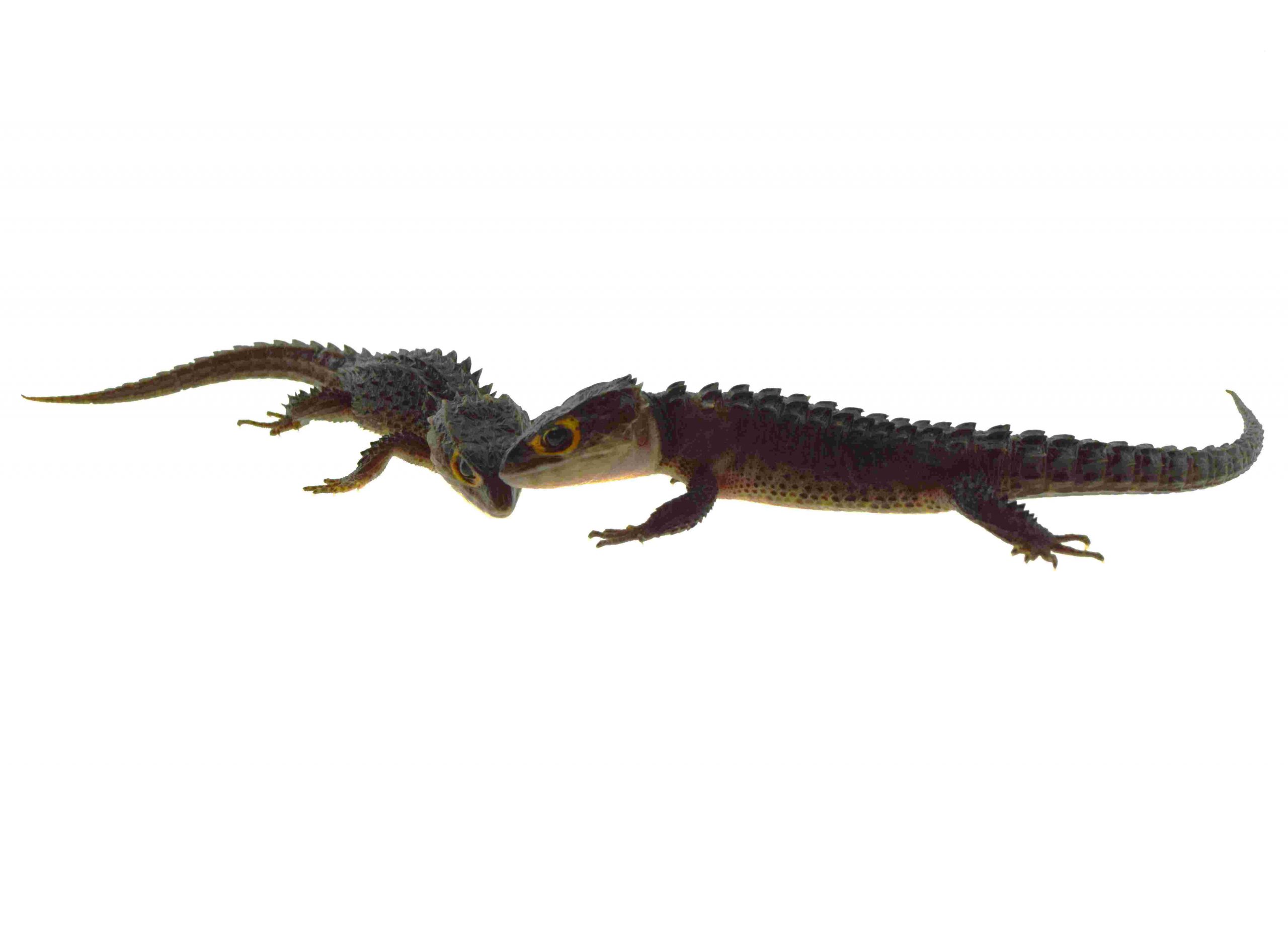 Rotaugen Buschkrokodil / Tribolonotus gracilis (Paar 1.1) Small/Medium IMP2026