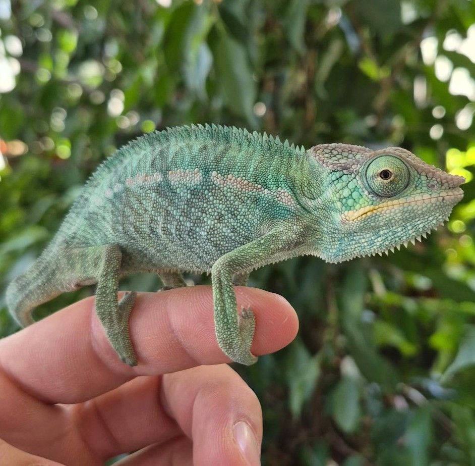 Pantherchamäleon Nosy Be / Furcifer pardalis (1.0) NZ2026