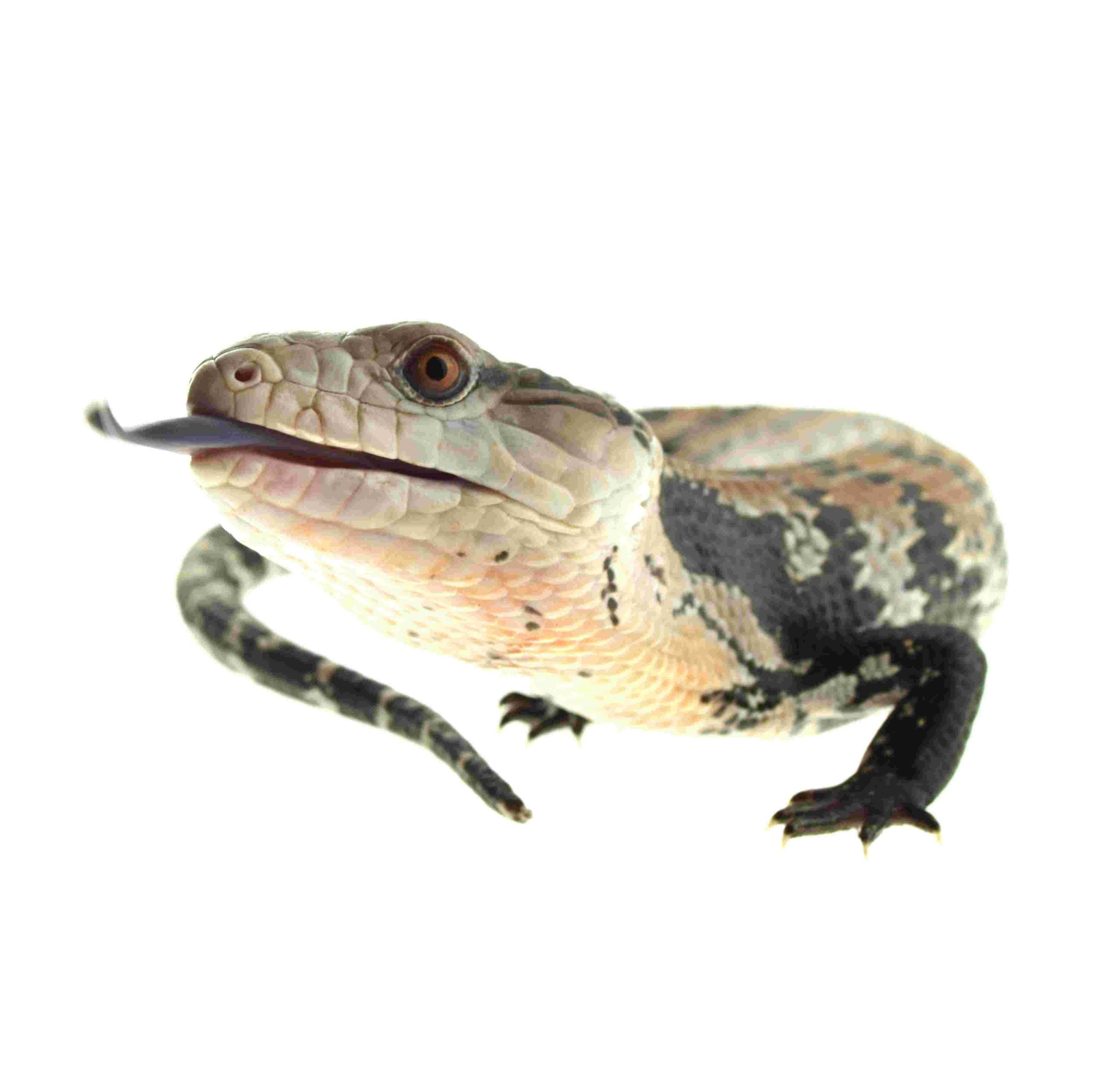 Indonesischer Blauzungenskink / Tiliqua gigas / Halmahera (0.0.1) F1NZ10/2025 – Bild 2
